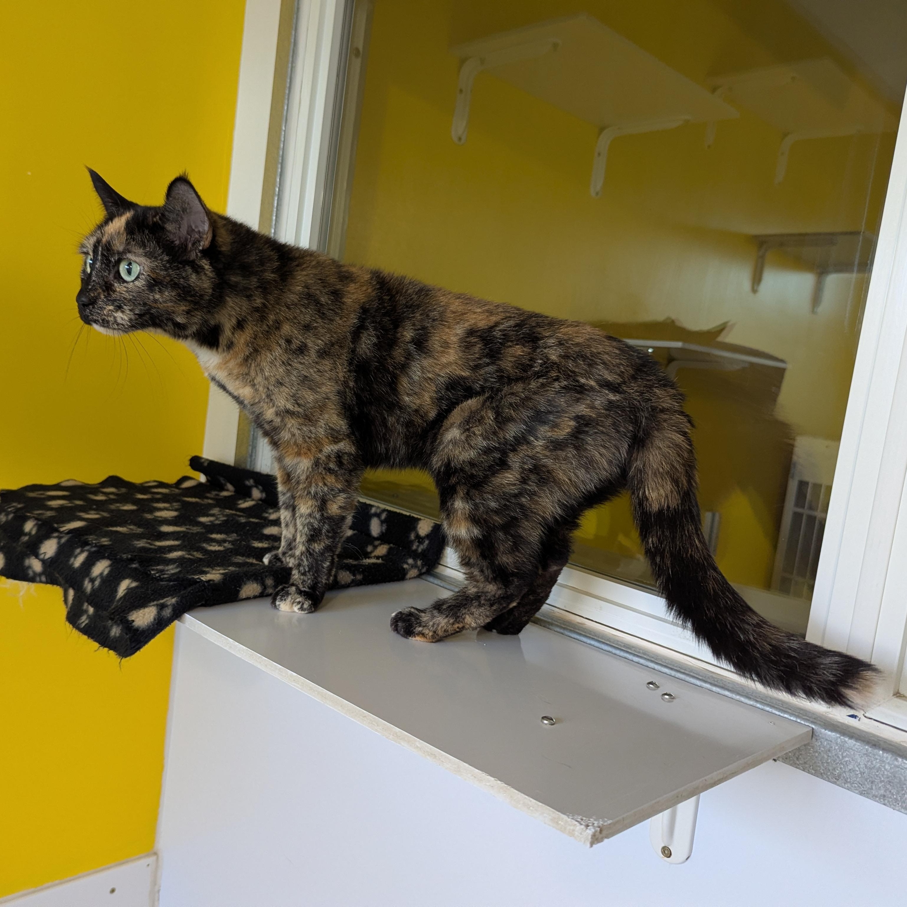 Enlarge Louise, a ADOPTABLE Domestic Short Hair in Morden, MB image 3/4
