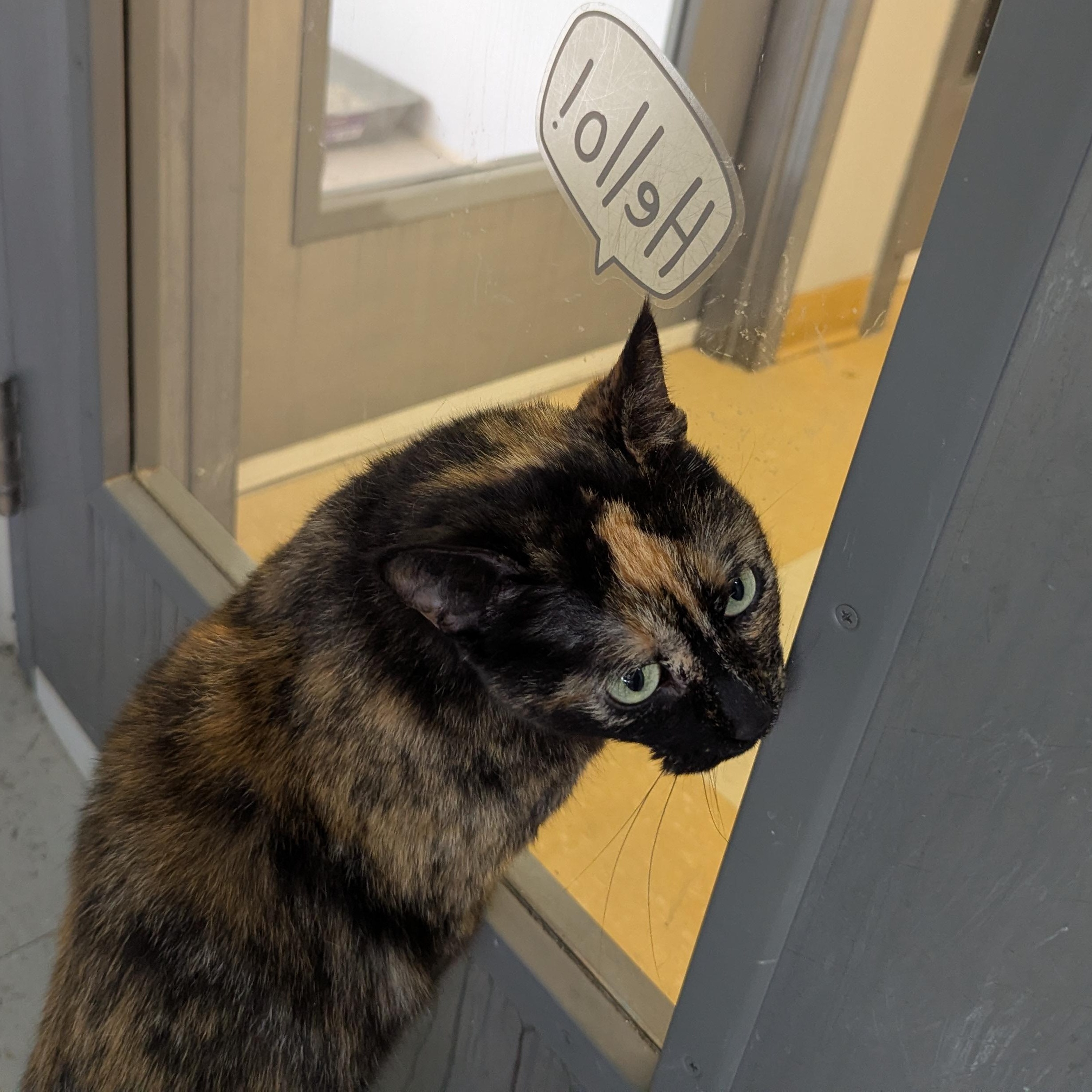Enlarge Louise, a ADOPTABLE Domestic Short Hair in Morden, MB image 4/4
