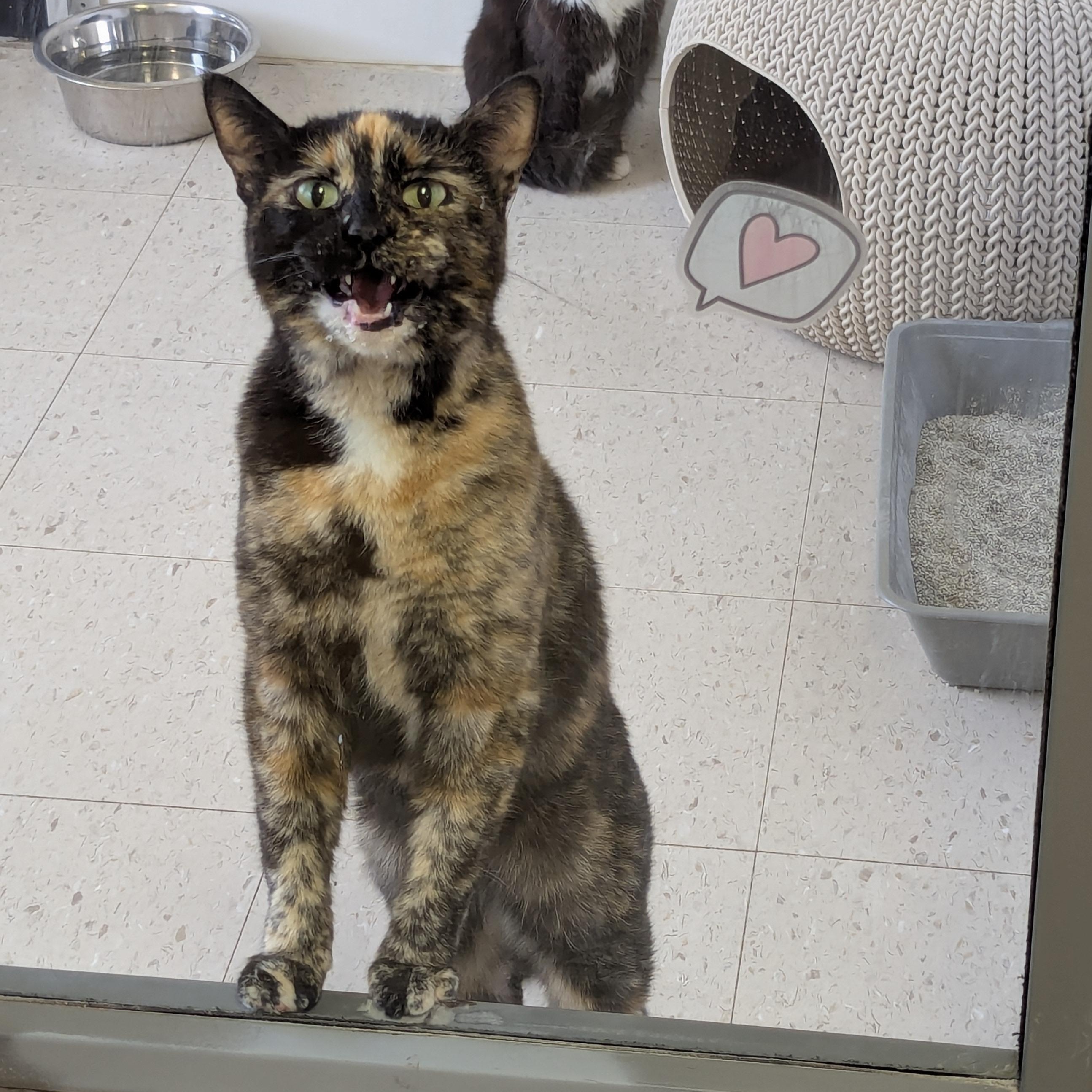 Louise, ADOPTABLE, Adult Female Domestic Short Hair.