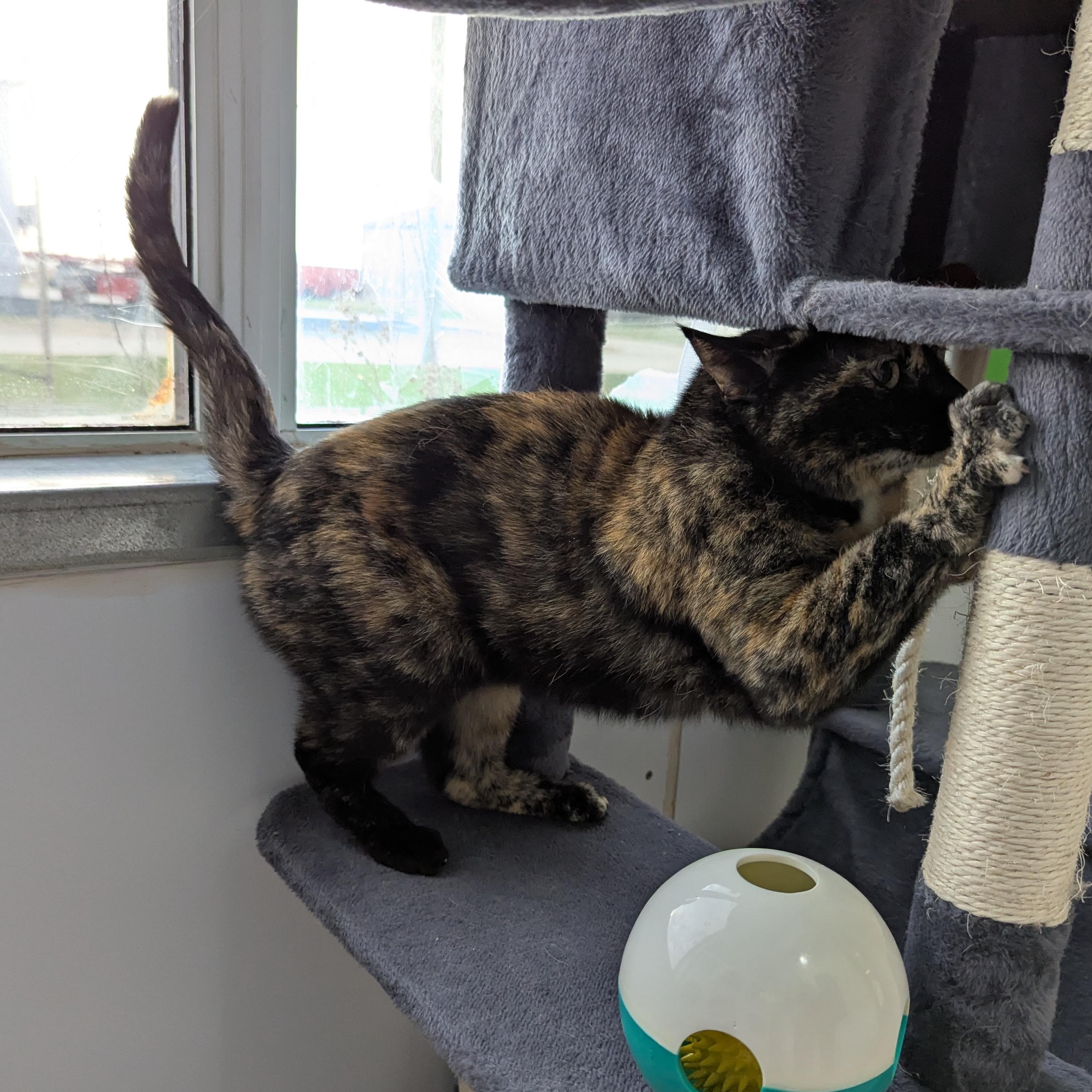 Enlarge Louise, a ADOPTABLE Domestic Short Hair in Morden, MB image 2/4