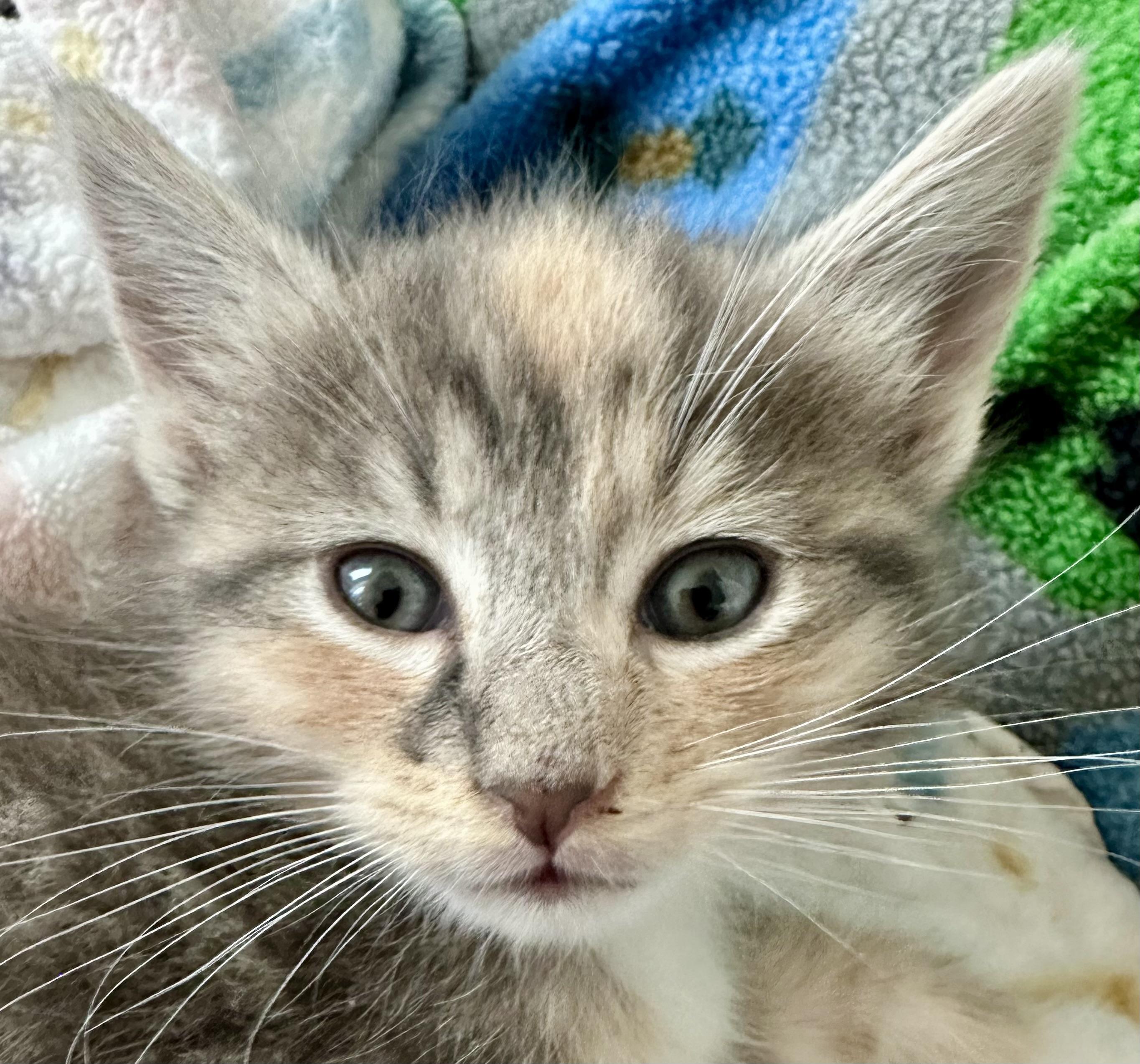 Saffron, Adoptable, Kitten Female Domestic Short Hair.