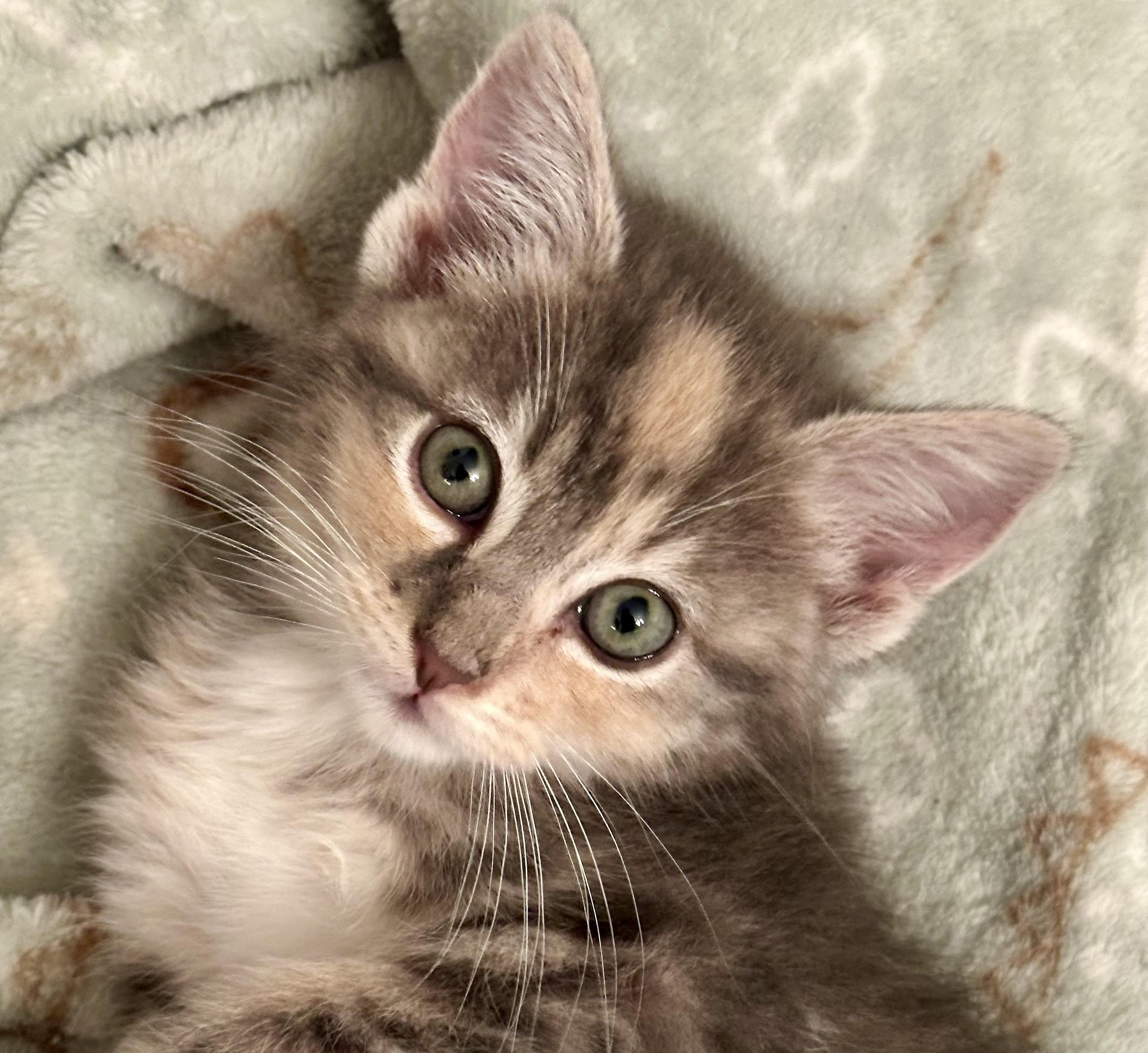 Saffron, a Adoptable Domestic Short Hair in Houston, TX image 2/2