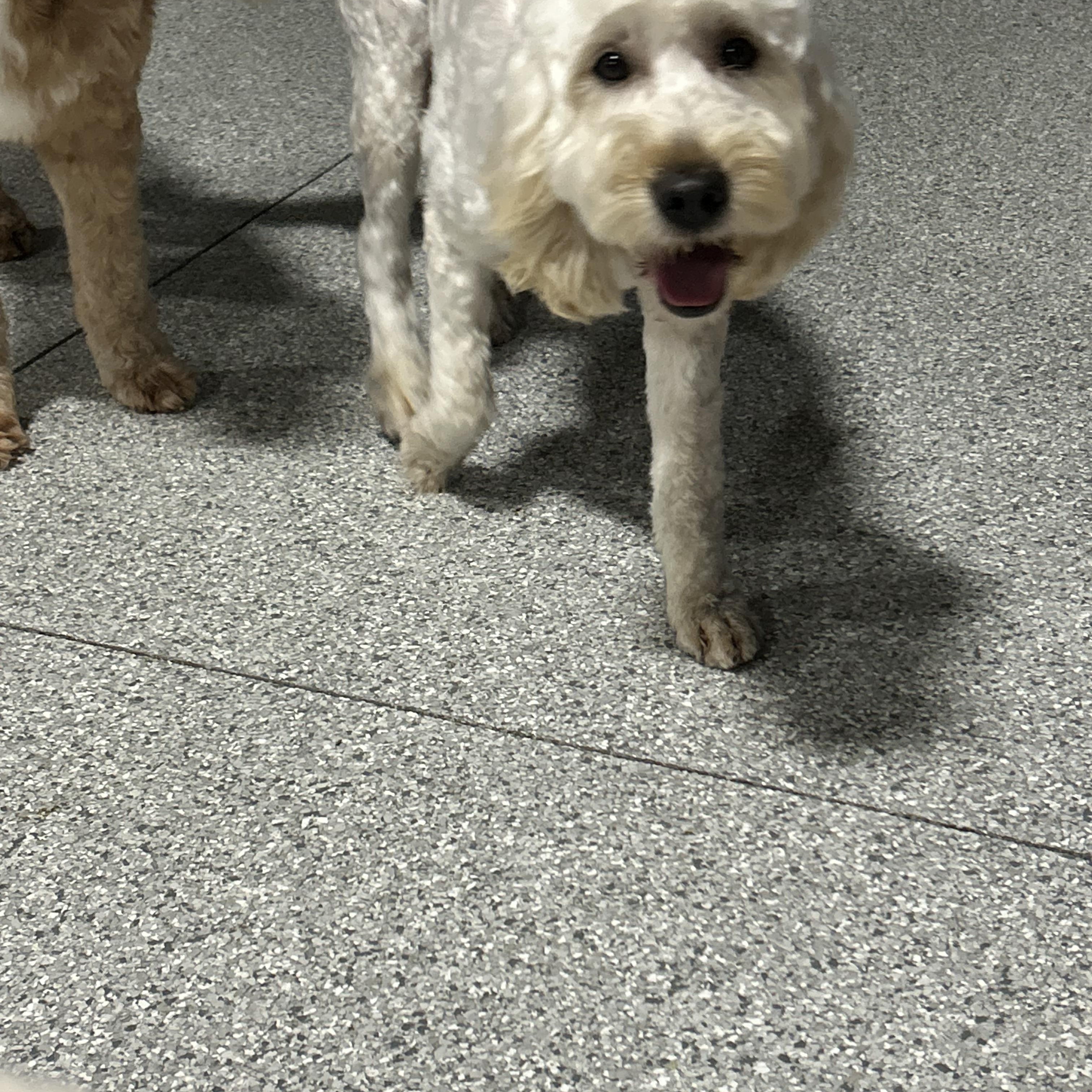 Enlarge Toola. 50 lbs, a Adoptable Goldendoodle in Maumee , OH image 2/3