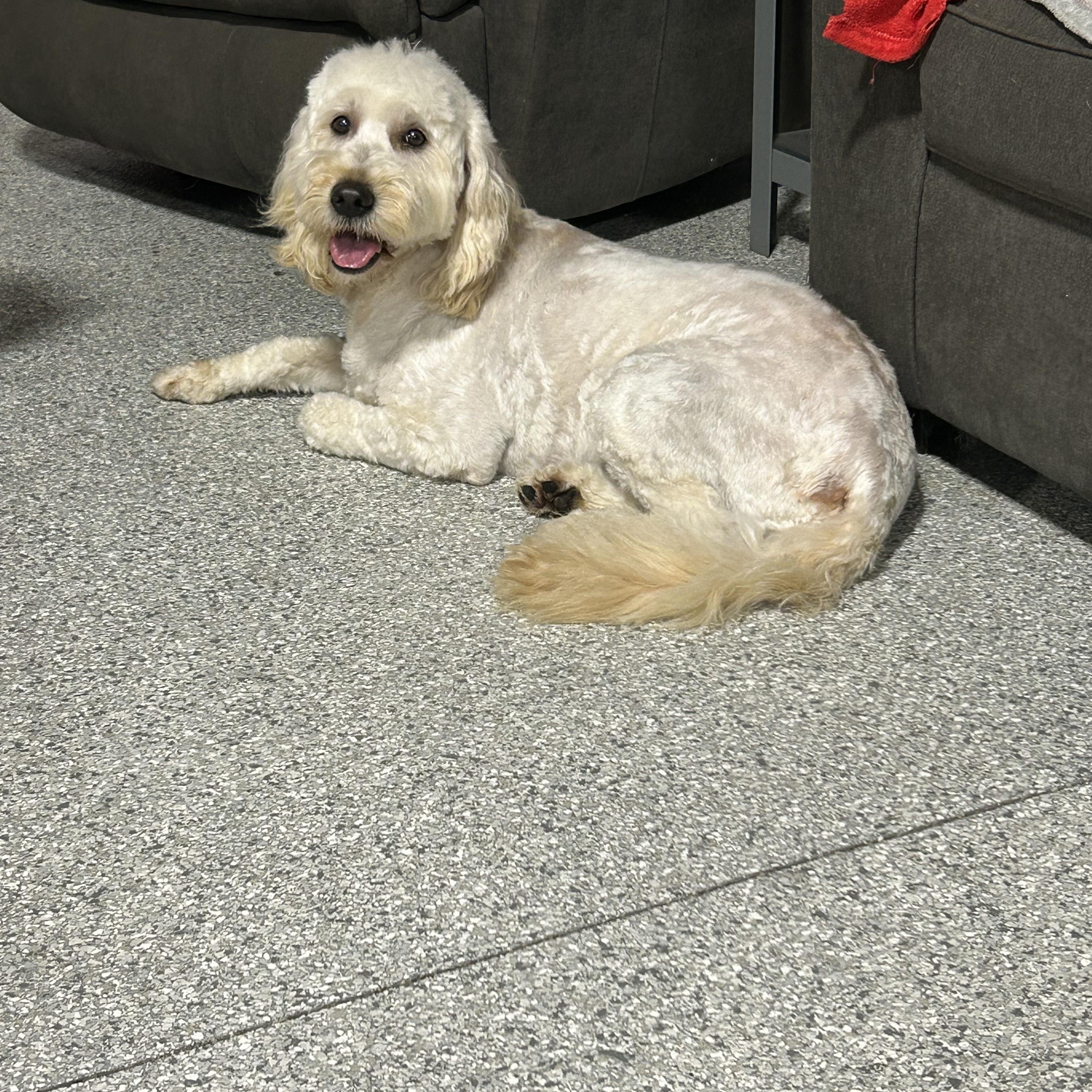 Enlarge Toola. 50 lbs, a Adoptable Goldendoodle in Maumee , OH image 3/3
