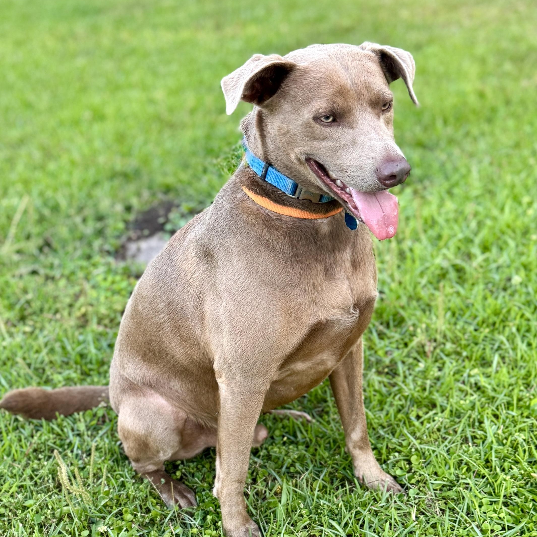 Enlarge Toby - NEW video !, a Adoptable mixed breed in Pawcatuck, CT image 1/6