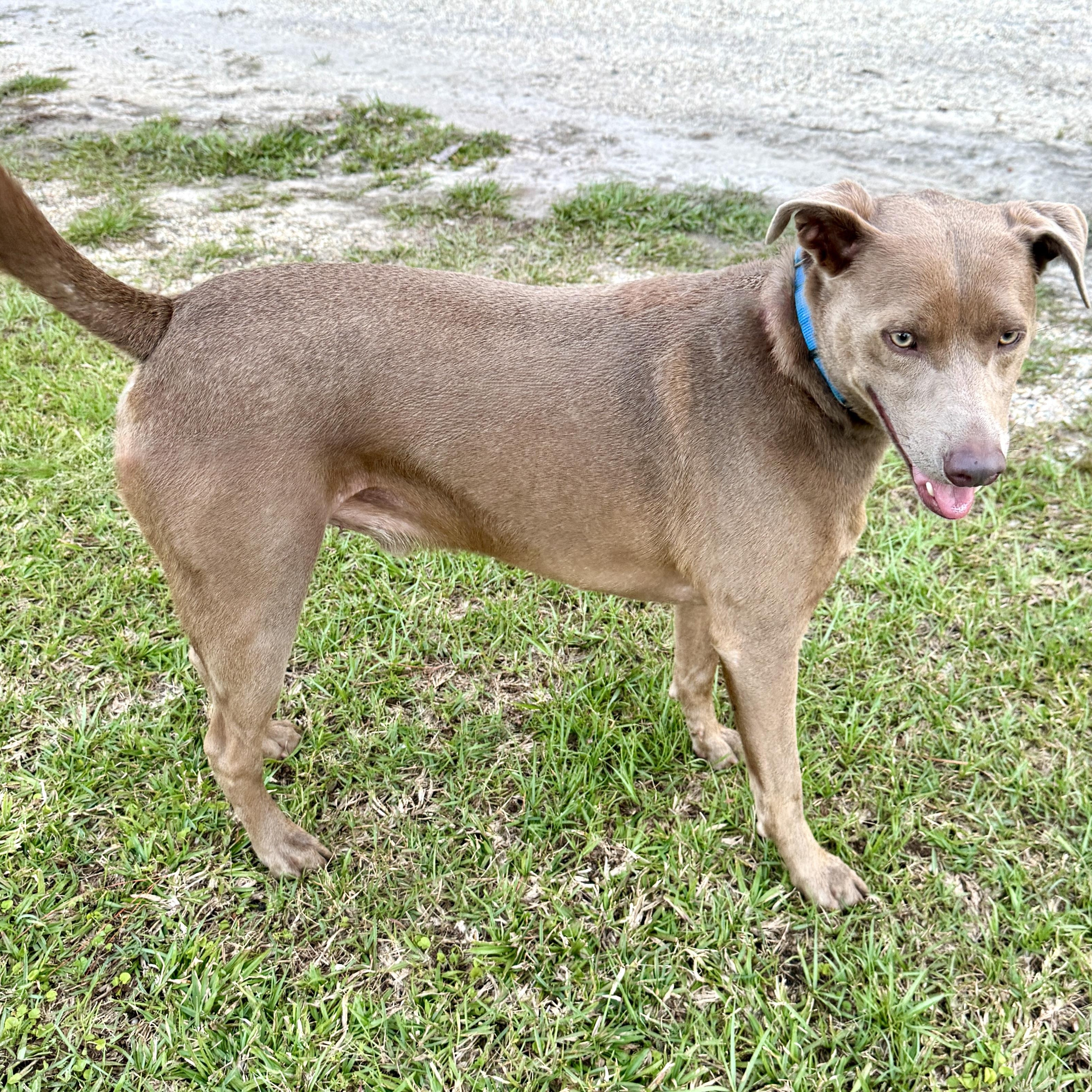 Enlarge Toby - NEW video !, a Adoptable mixed breed in Pawcatuck, CT image 6/6