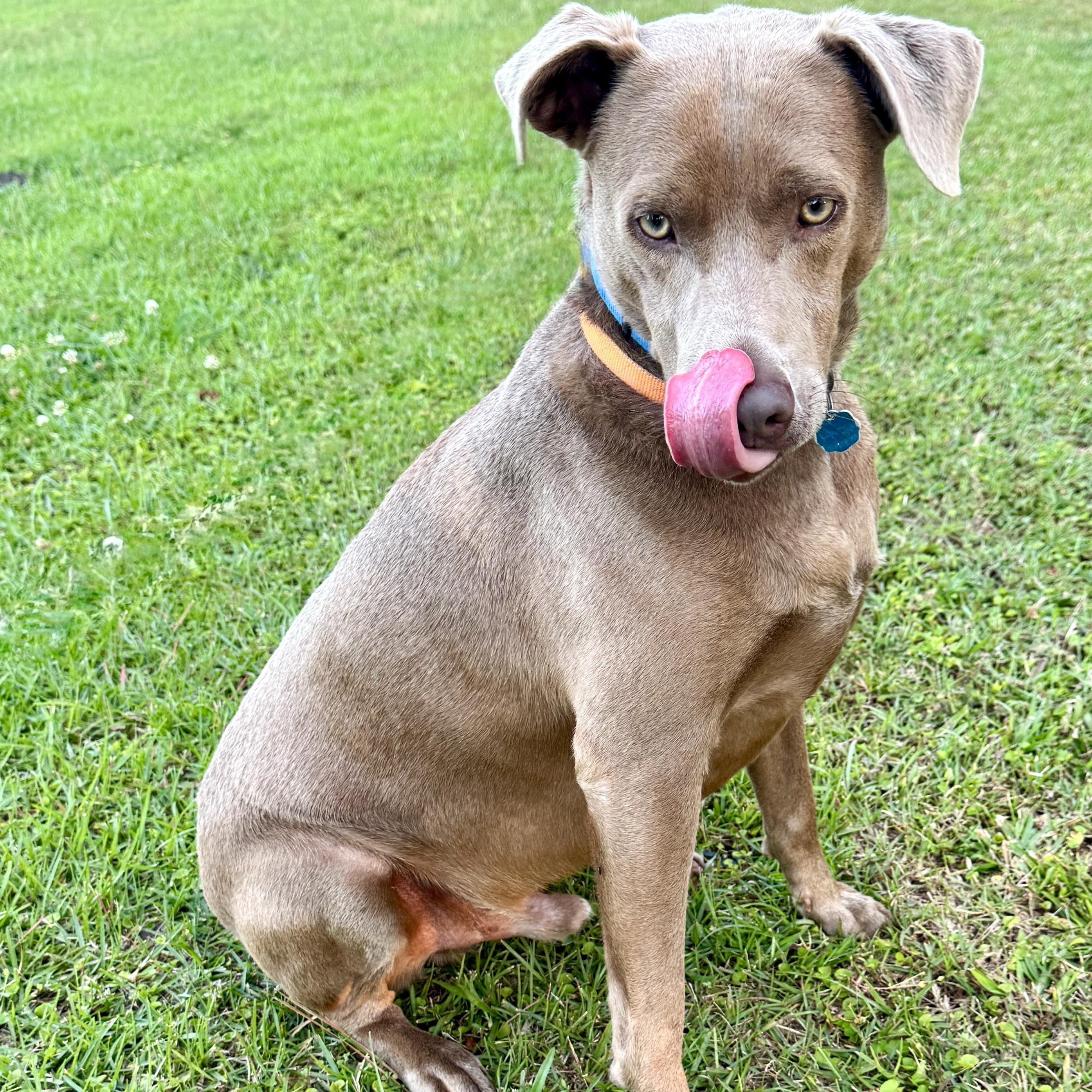 Enlarge Toby - NEW video !, a Adoptable mixed breed in Pawcatuck, CT image 5/6