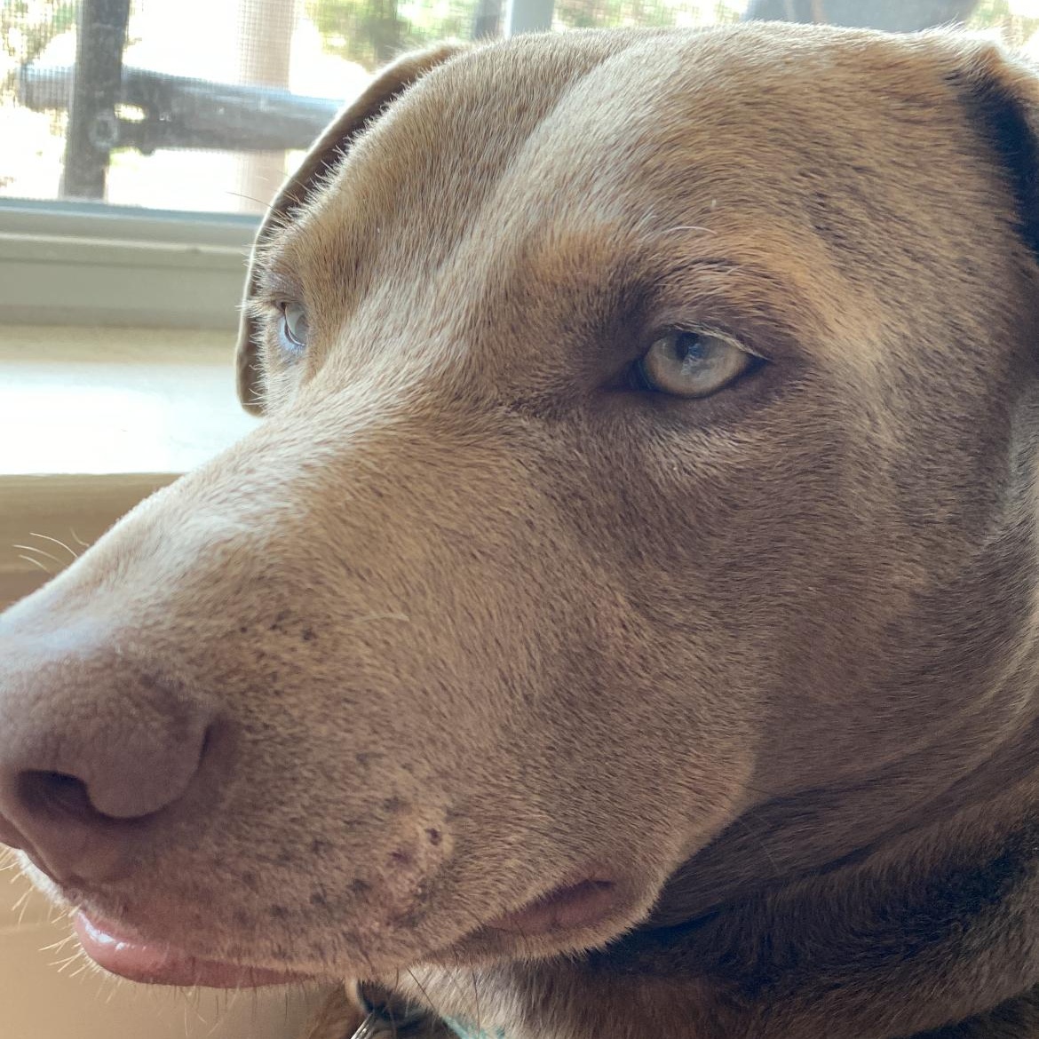 Enlarge Toby - NEW video !, a Adoptable mixed breed in Mashpee, MA image 2/6