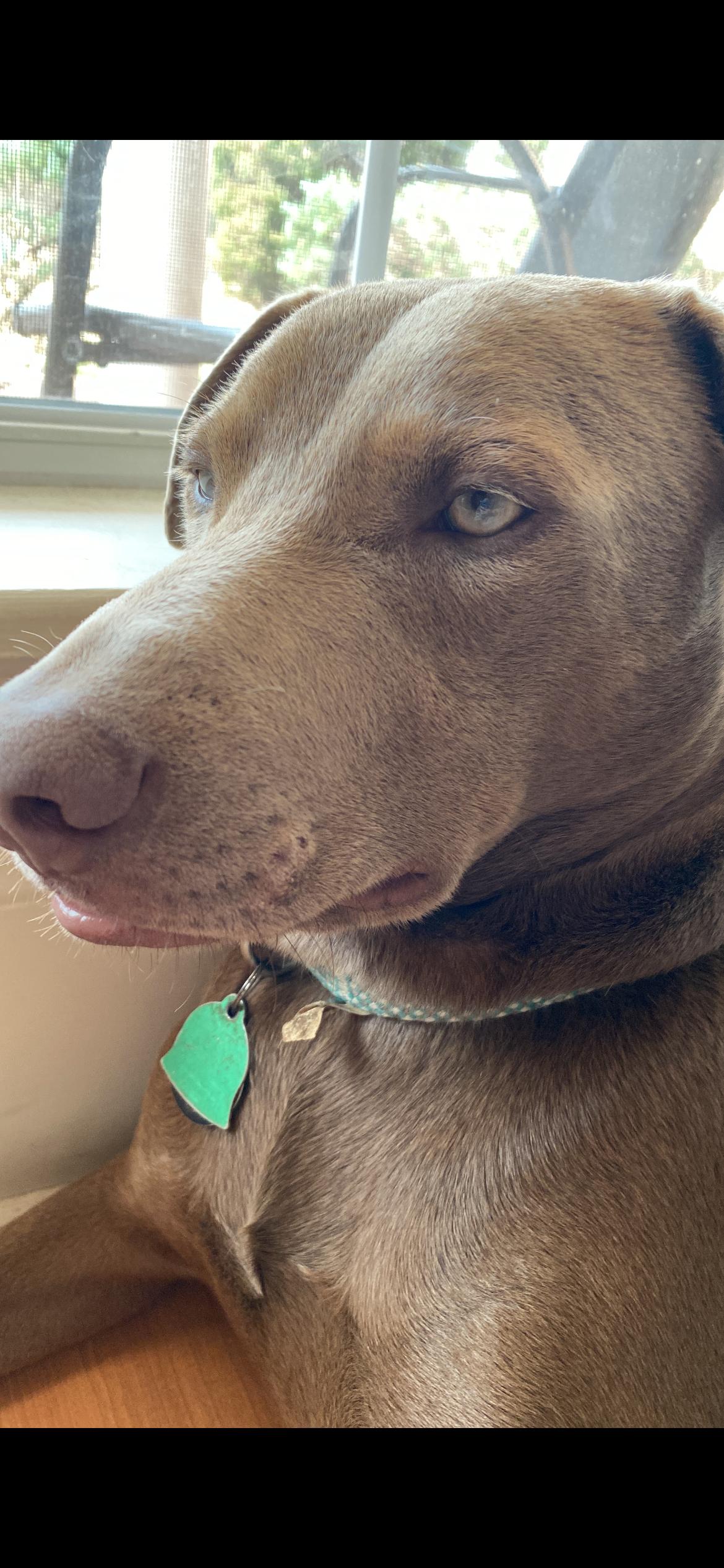 Enlarge Toby -FOSTER NEEDED- video !, a Adoptable mixed breed in New Boston, NH image 1/6