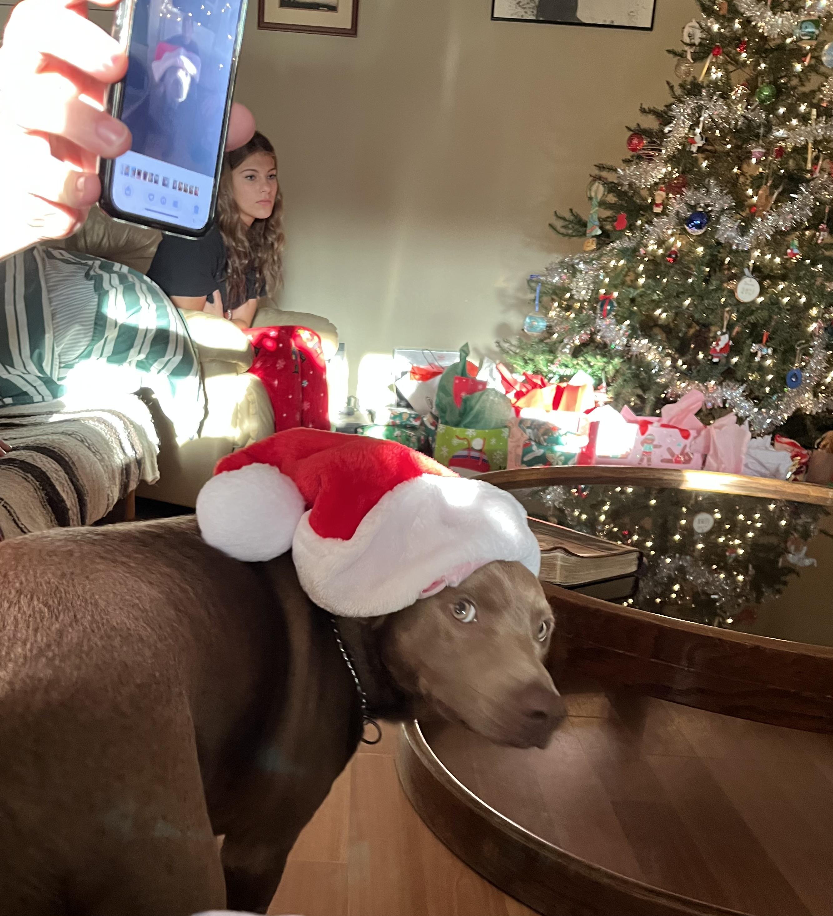 Toby -FOSTER NEEDED, an adoptable Weimaraner in Mashpee, MA, 02649 | Photo Image 2