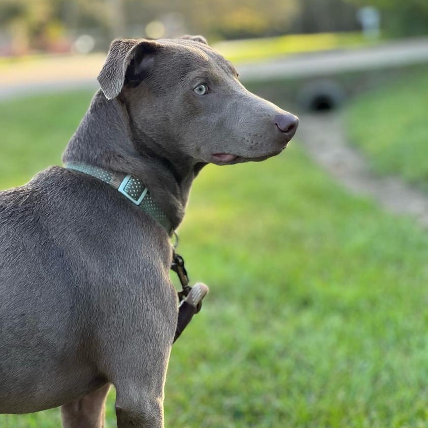 Enlarge Toby - NEW video !, a Adoptable mixed breed in Mashpee, MA image 3/6