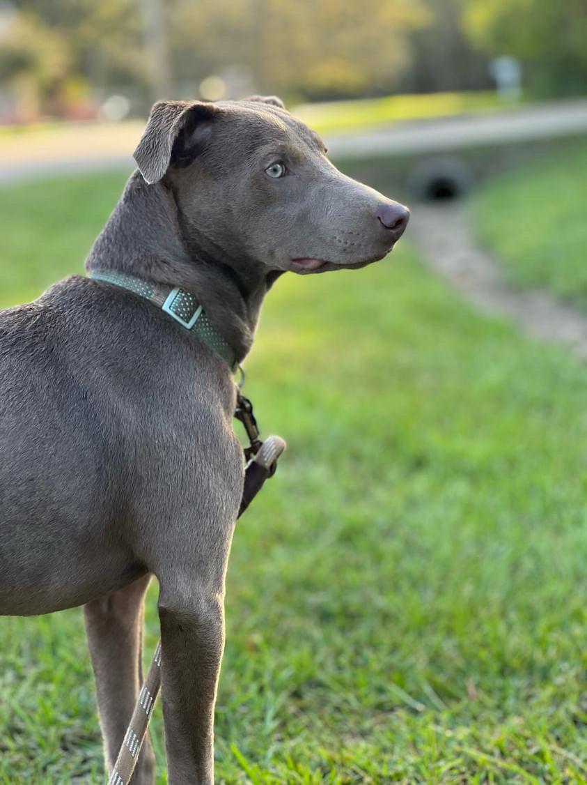 Enlarge Toby -FOSTER NEEDED- video !, a Adoptable mixed breed in New Boston, NH image 2/6