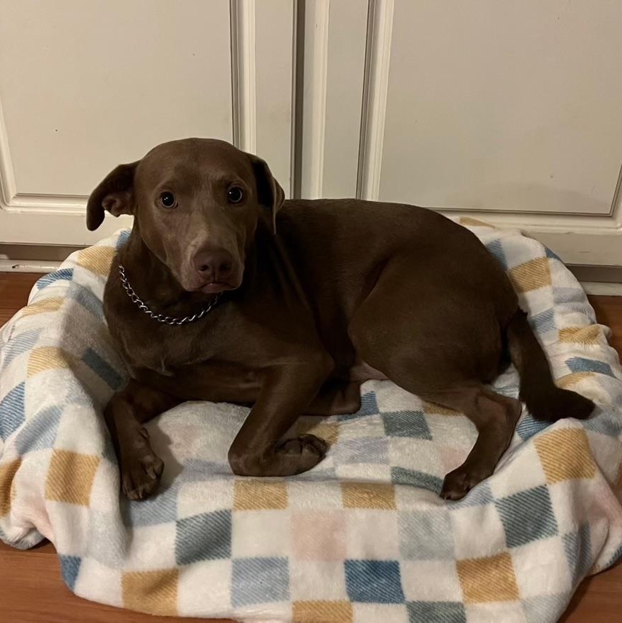 Enlarge Toby - NEW video !, a Adoptable mixed breed in Mashpee, MA image 1/6