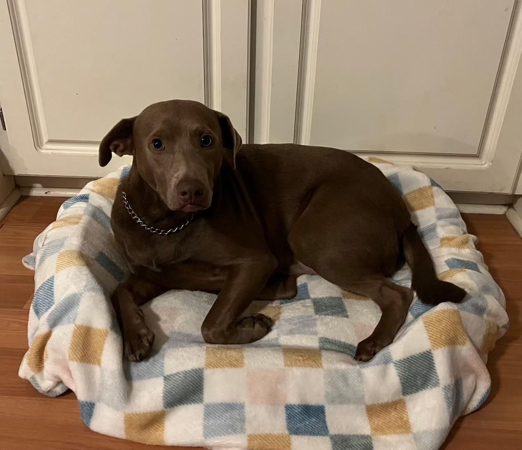 Enlarge Toby -FOSTER NEEDED- video !, a Adoptable mixed breed in New Boston, NH image 3/6