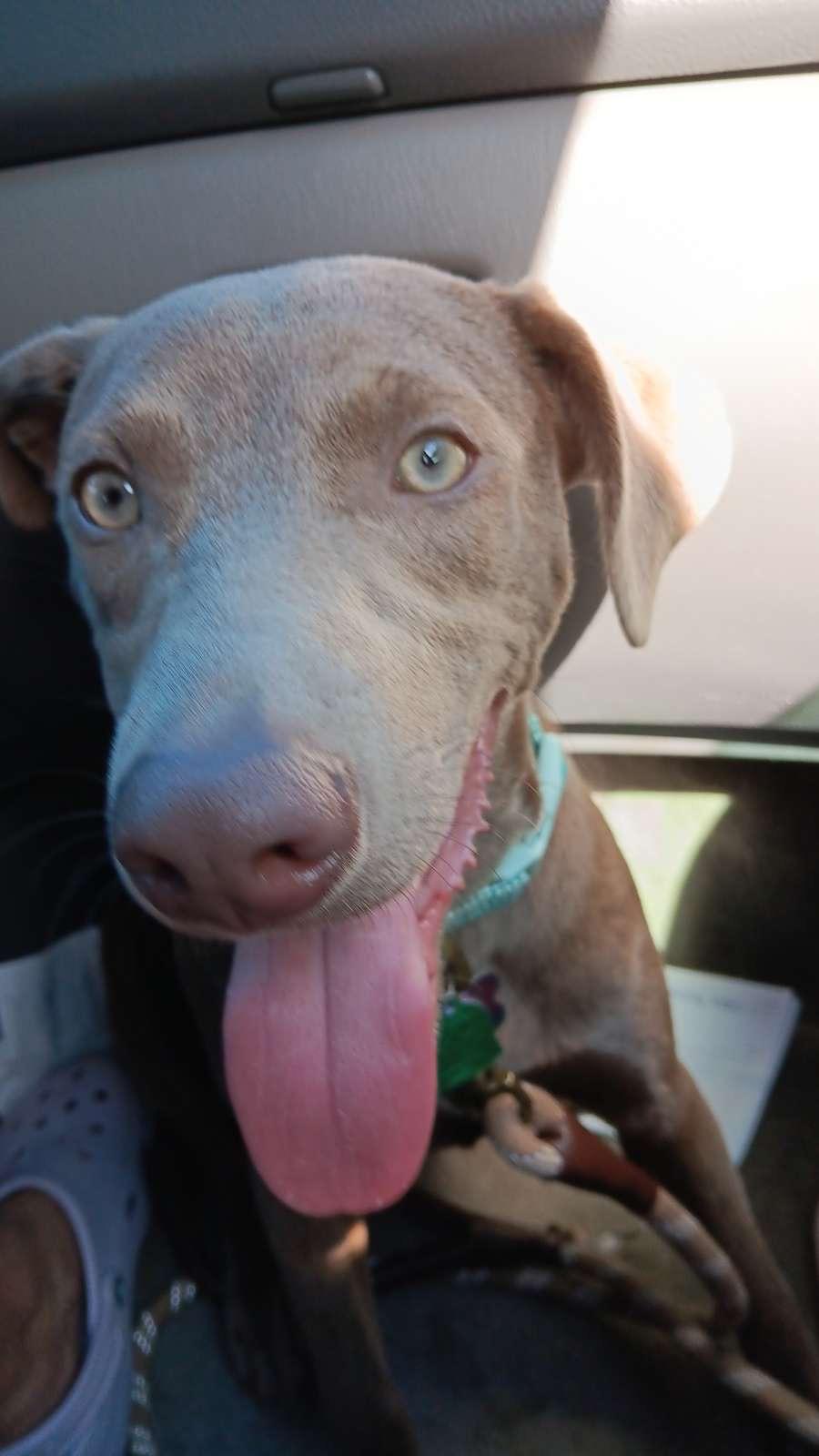 Enlarge Toby -FOSTER NEEDED- video !, a Adoptable mixed breed in New Boston, NH image 4/6