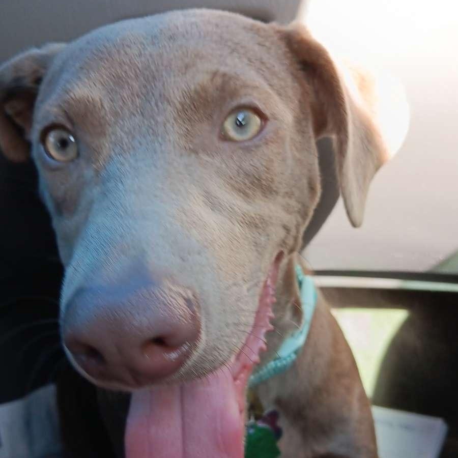 Enlarge Toby - NEW video !, a Adoptable mixed breed in Mashpee, MA image 4/6