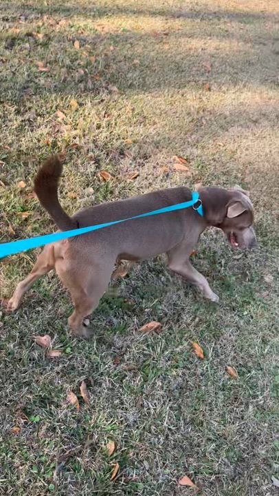 Enlarge Toby - NEW video !, a Adoptable mixed breed in Mashpee, MA video 6/6