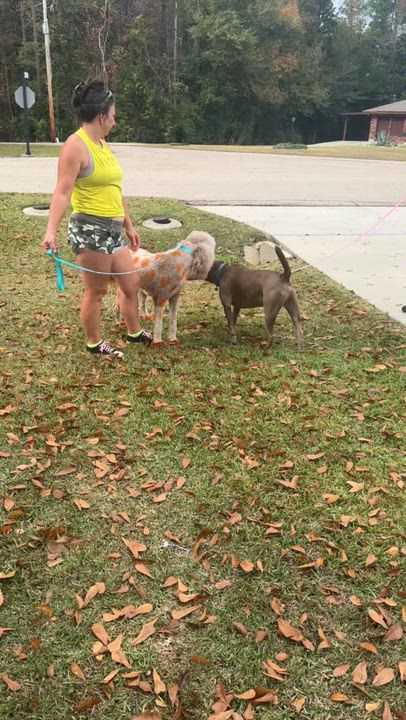 Enlarge Toby -FOSTER NEEDED- video !, a Adoptable mixed breed in New Boston, NH video 5/6