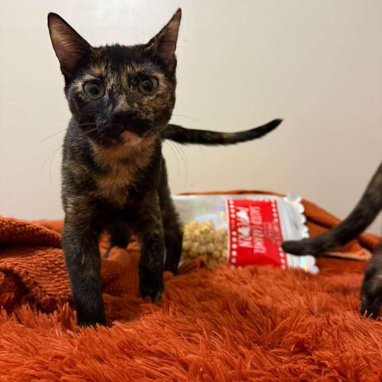 Minnie, Adoptable, Kitten Female Domestic Short Hair.