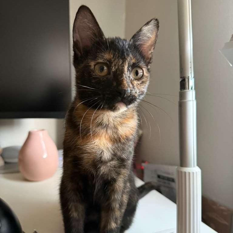 Minnie, a Adoptable Domestic Short Hair in Fairport, NY image 3/4