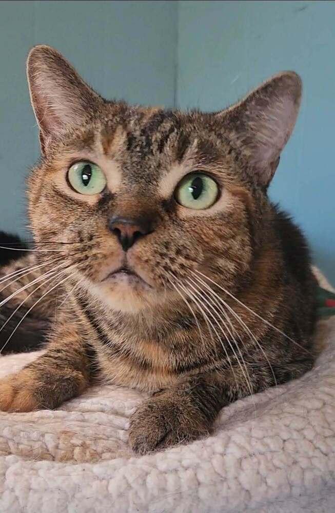 Juniper, Adoptable, Adult Female Exotic Shorthair.