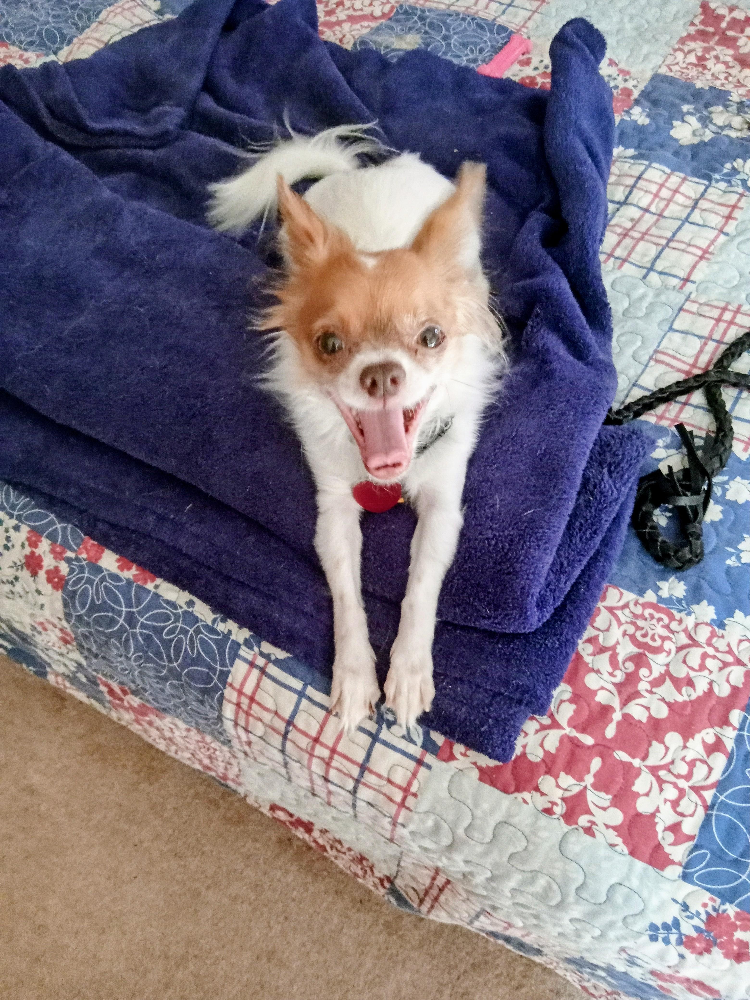 Enlarge Ace, a Adopted mixed breed in Albuquerque, NM image 2/4
