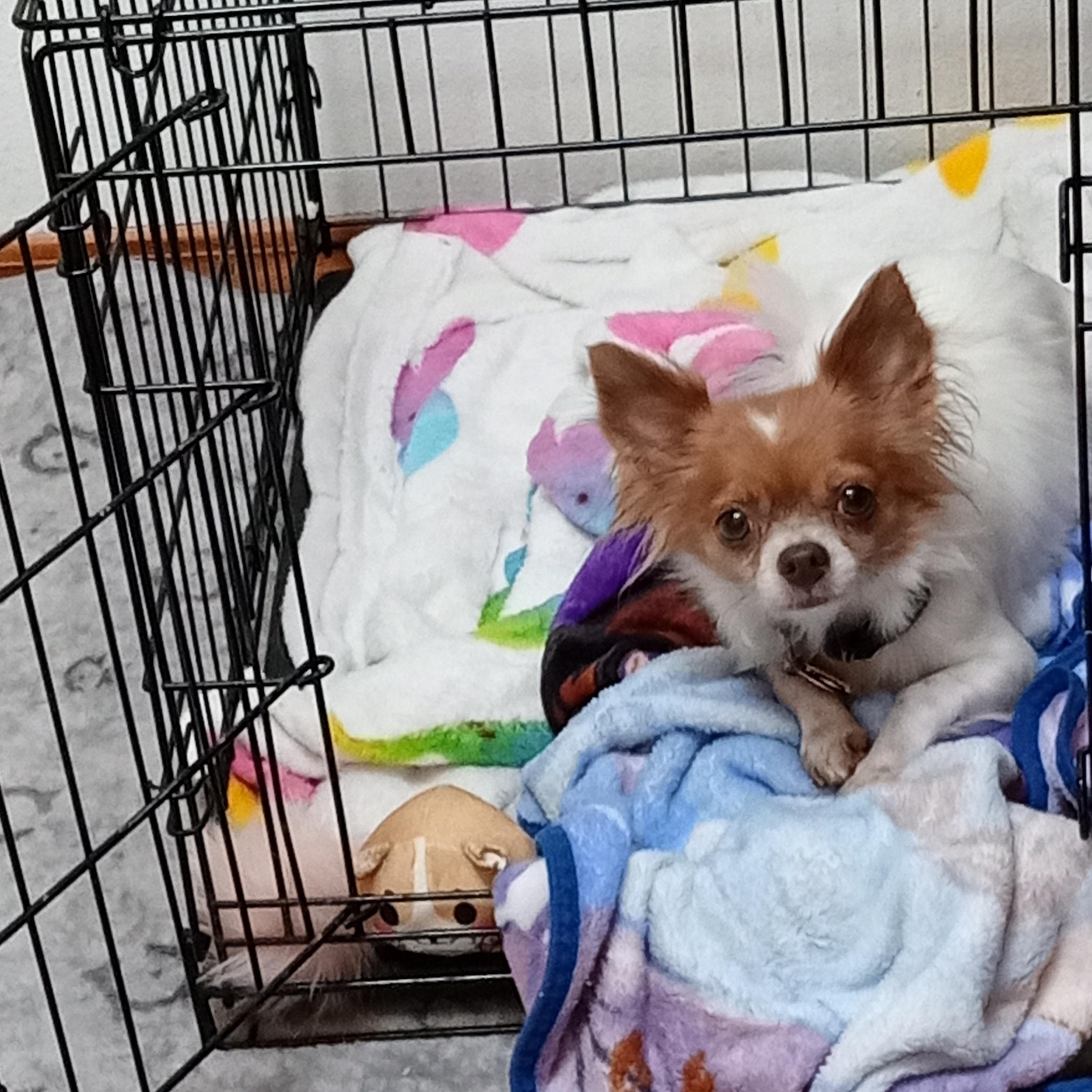 Enlarge Ace, a Adopted mixed breed in Albuquerque, NM image 4/4