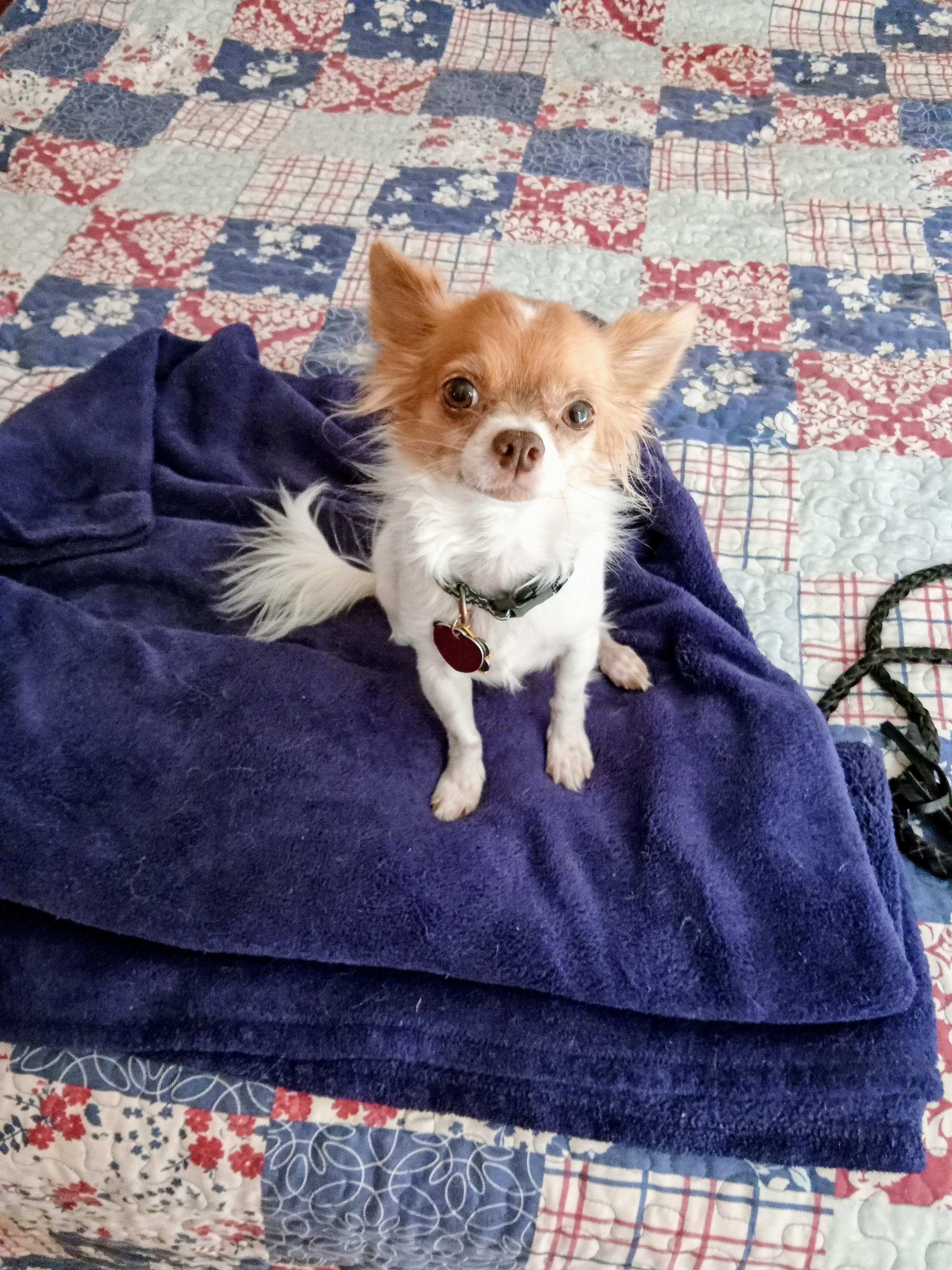 Ace, Adopted, Adult Male Papillon & Chihuahua.
