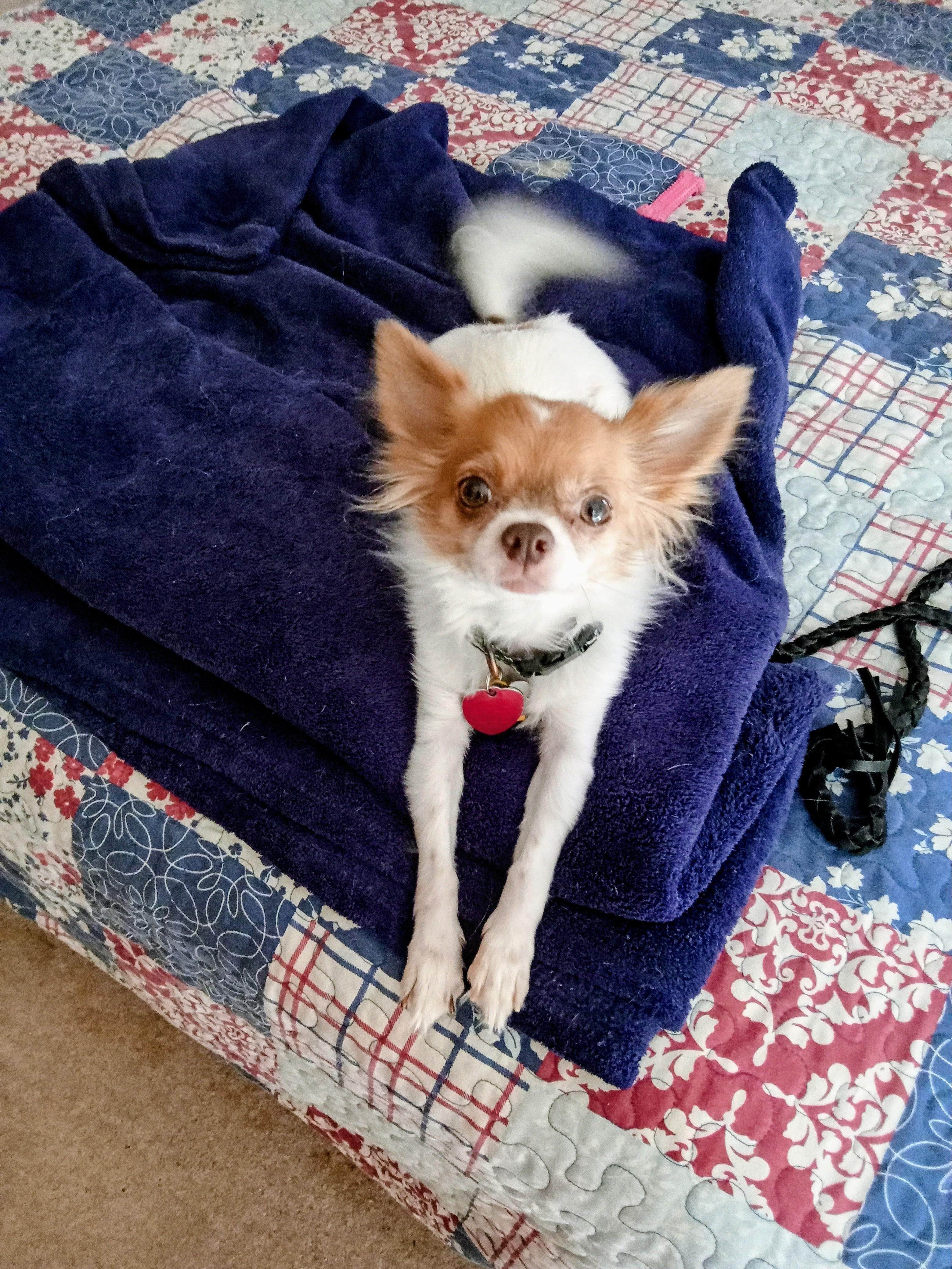 Enlarge Ace, a Adopted mixed breed in Albuquerque, NM image 3/4