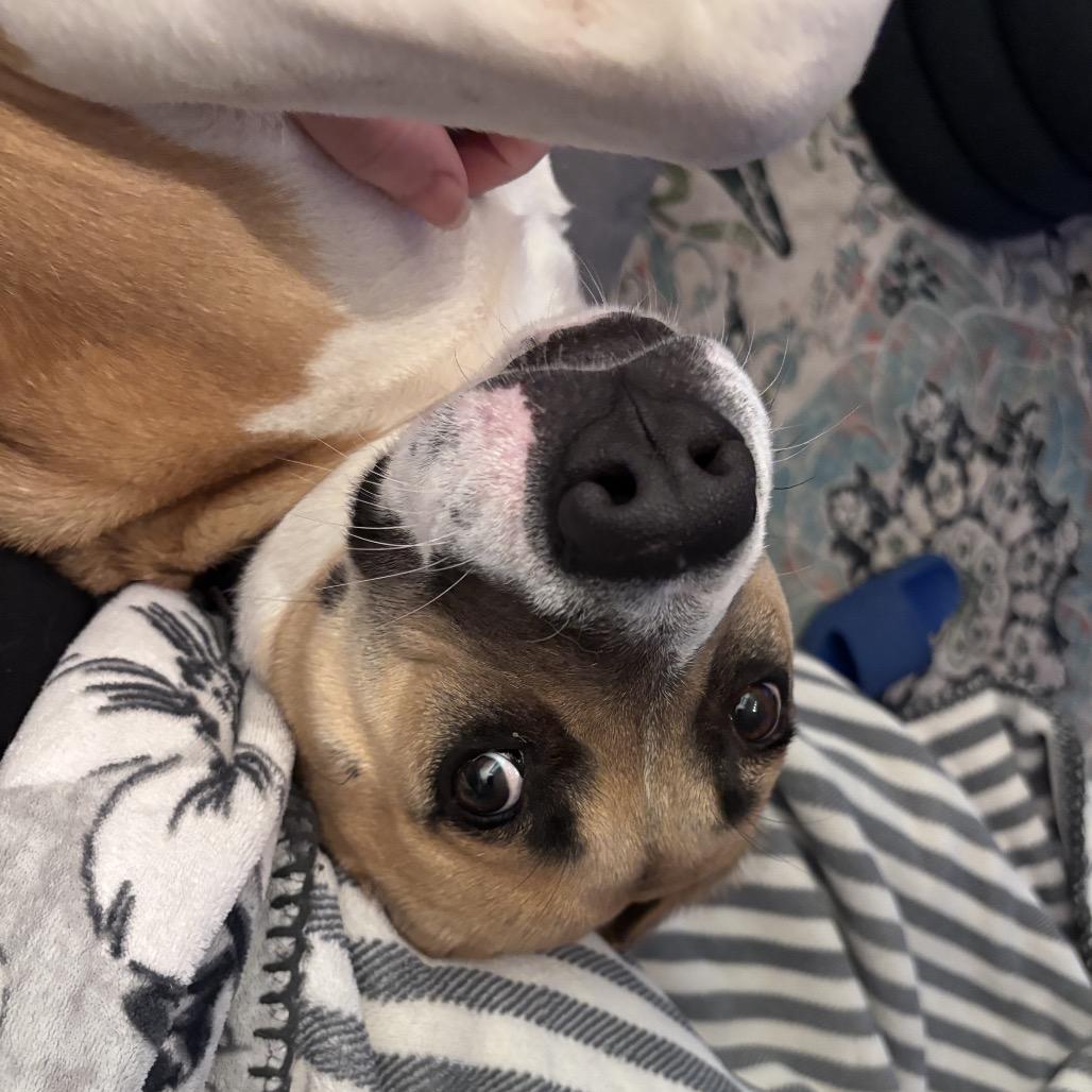 Janine, Adoptable, Young Female Hound & Mixed Breed.