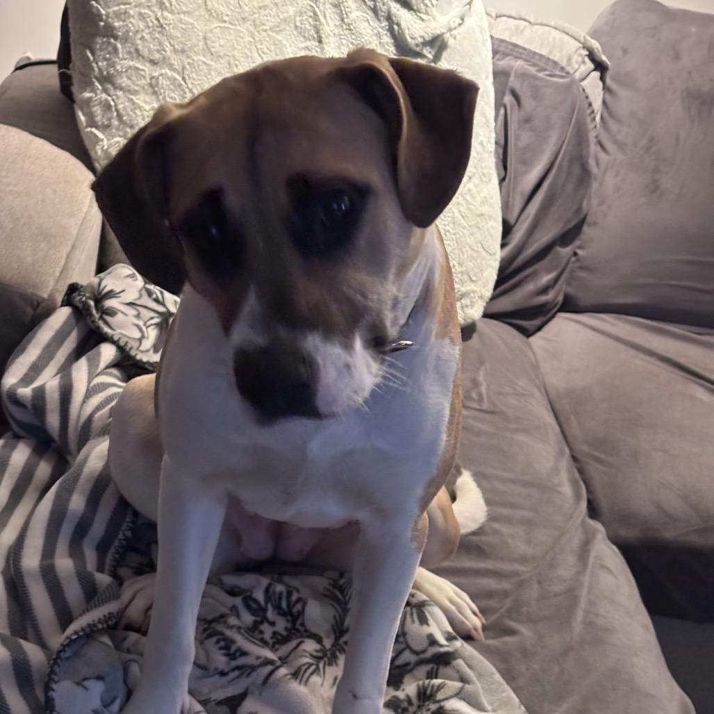 Enlarge Janine, a Adoptable mixed breed in Avon, OH image 2/4