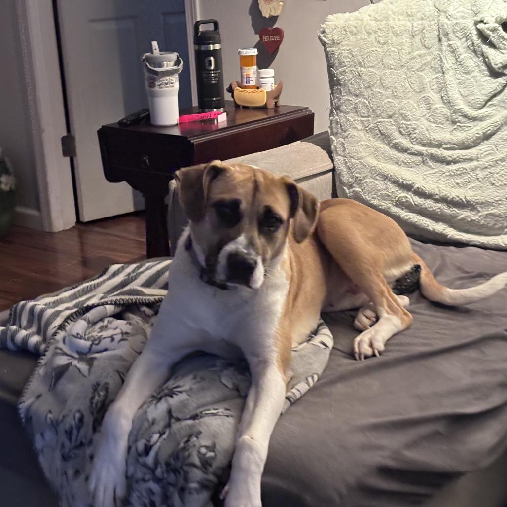 Enlarge Janine, a Adoptable mixed breed in Avon, OH image 3/4