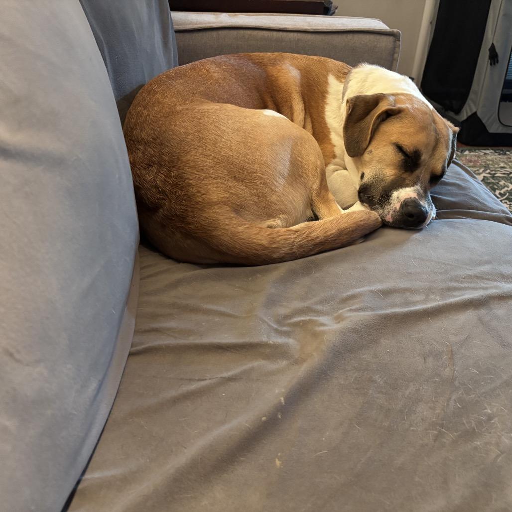 Enlarge Janine, a Adoptable mixed breed in Avon, OH image 4/4