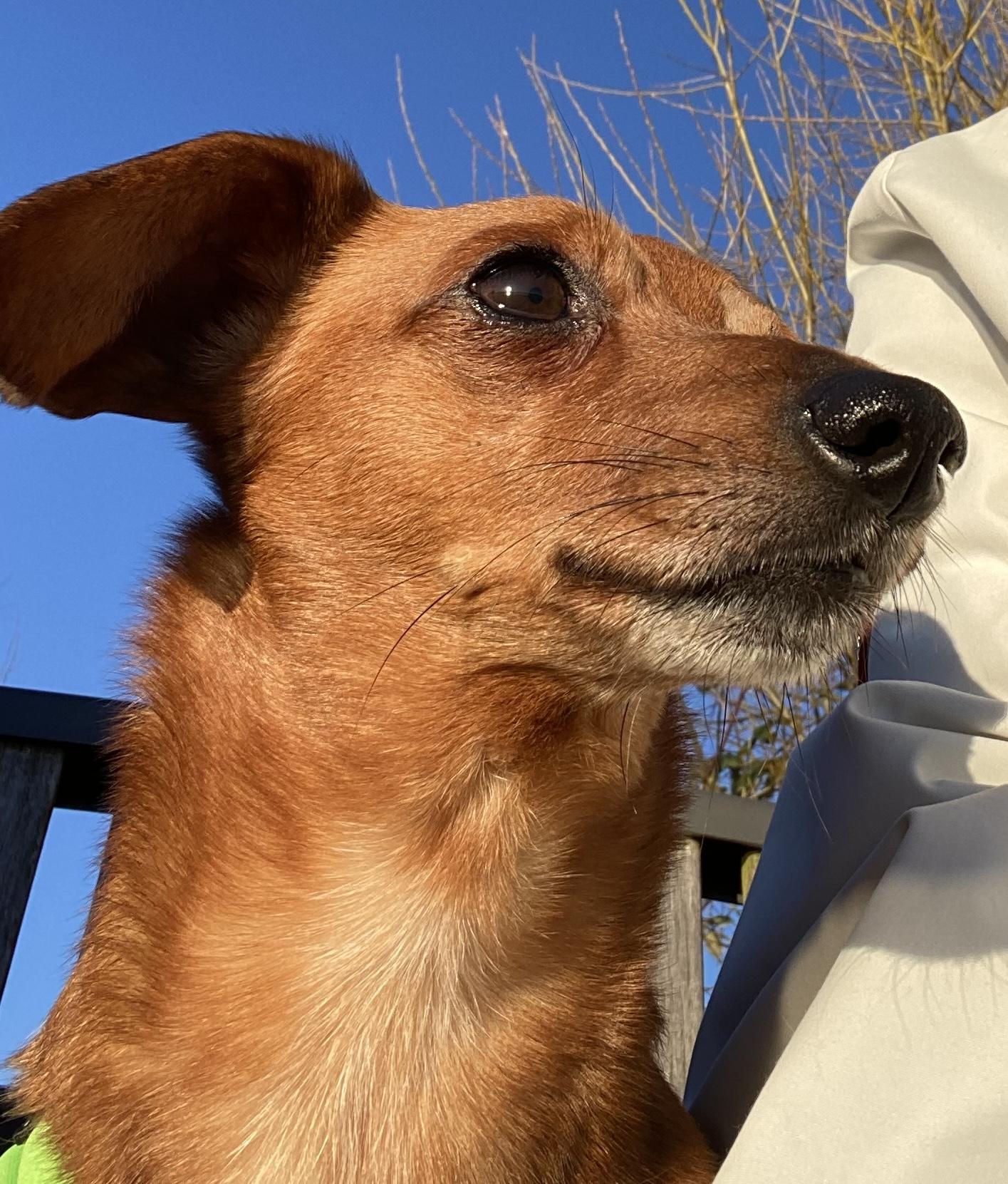 Enlarge Bentley, a ADOPTABLE Dachshund in Silvana, WA image 2/2