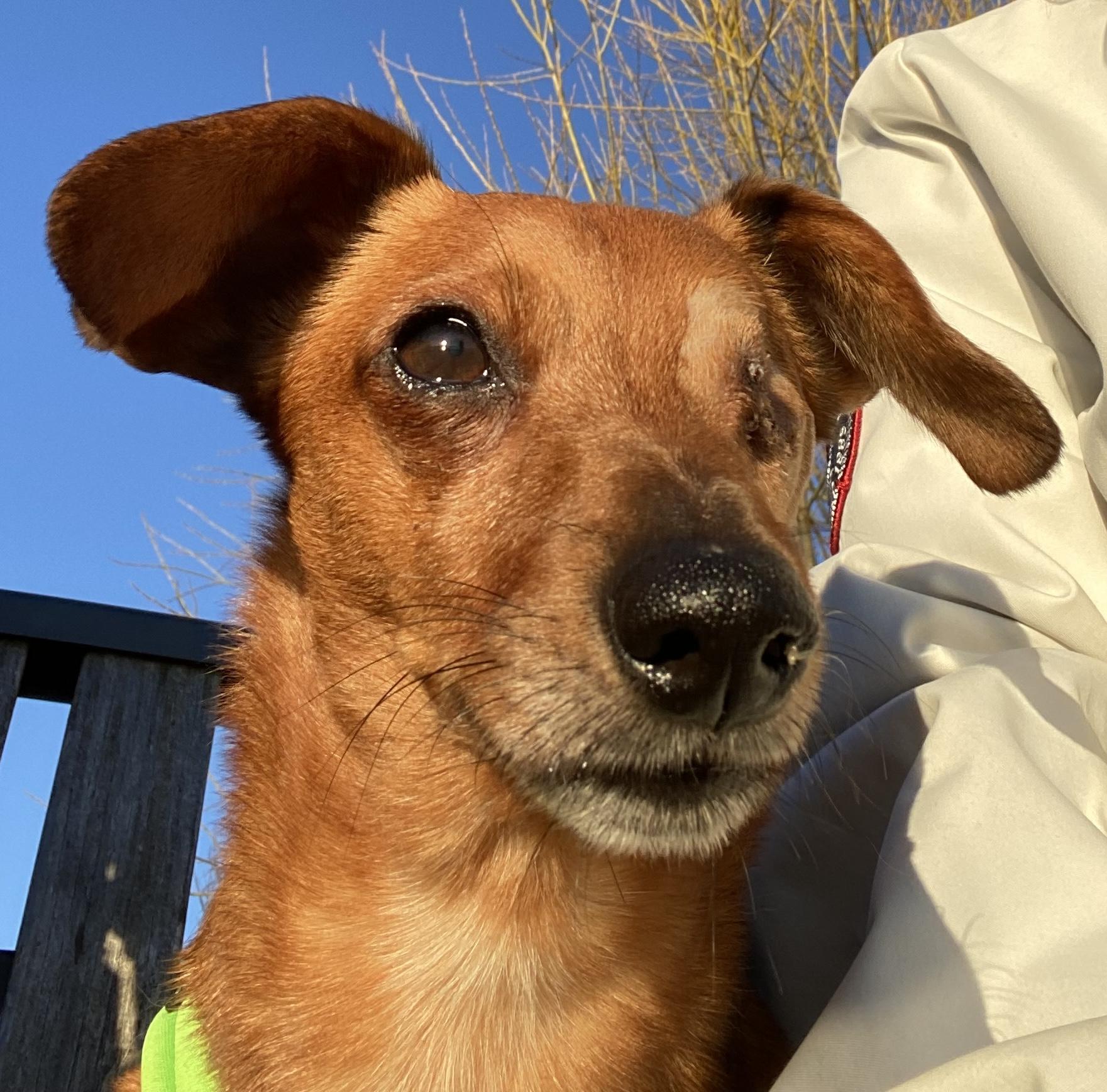 Enlarge Bentley, a ADOPTABLE Dachshund in Silvana, WA image 1/2