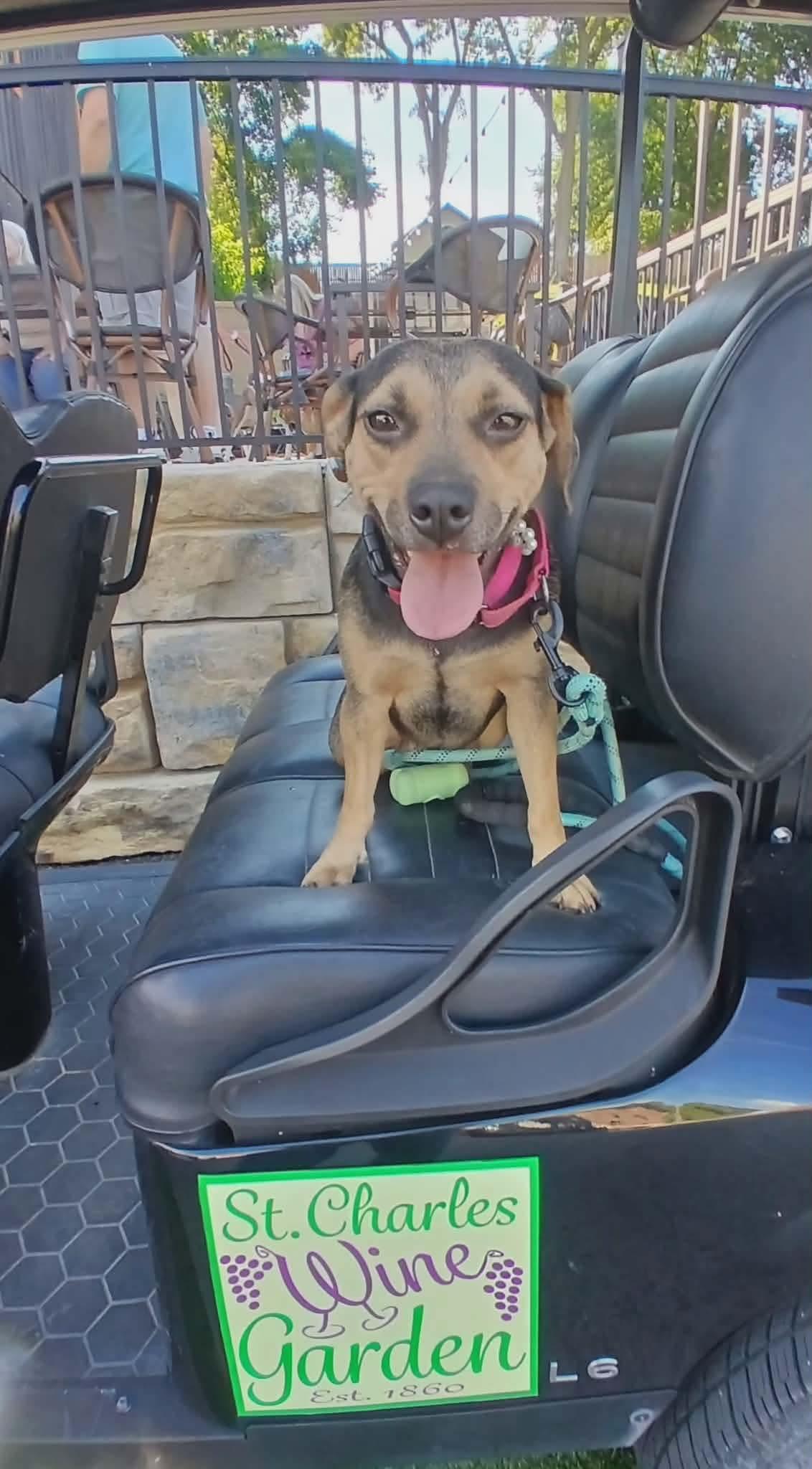 Anita Van Buren, a Adoptable mixed breed in Florissant, MO image 1/5