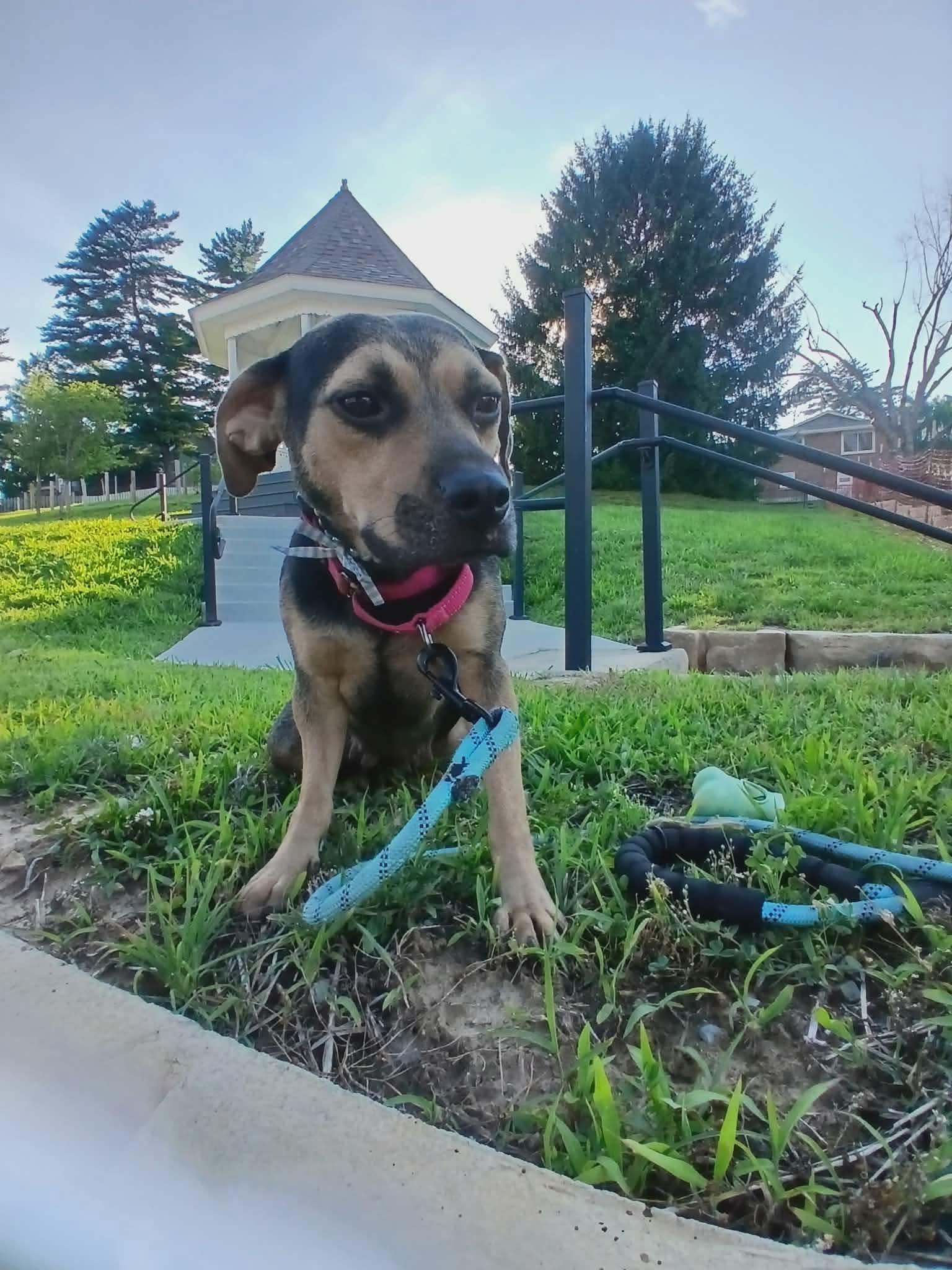 Anita Van Buren, a Adoptable mixed breed in Florissant, MO image 3/5