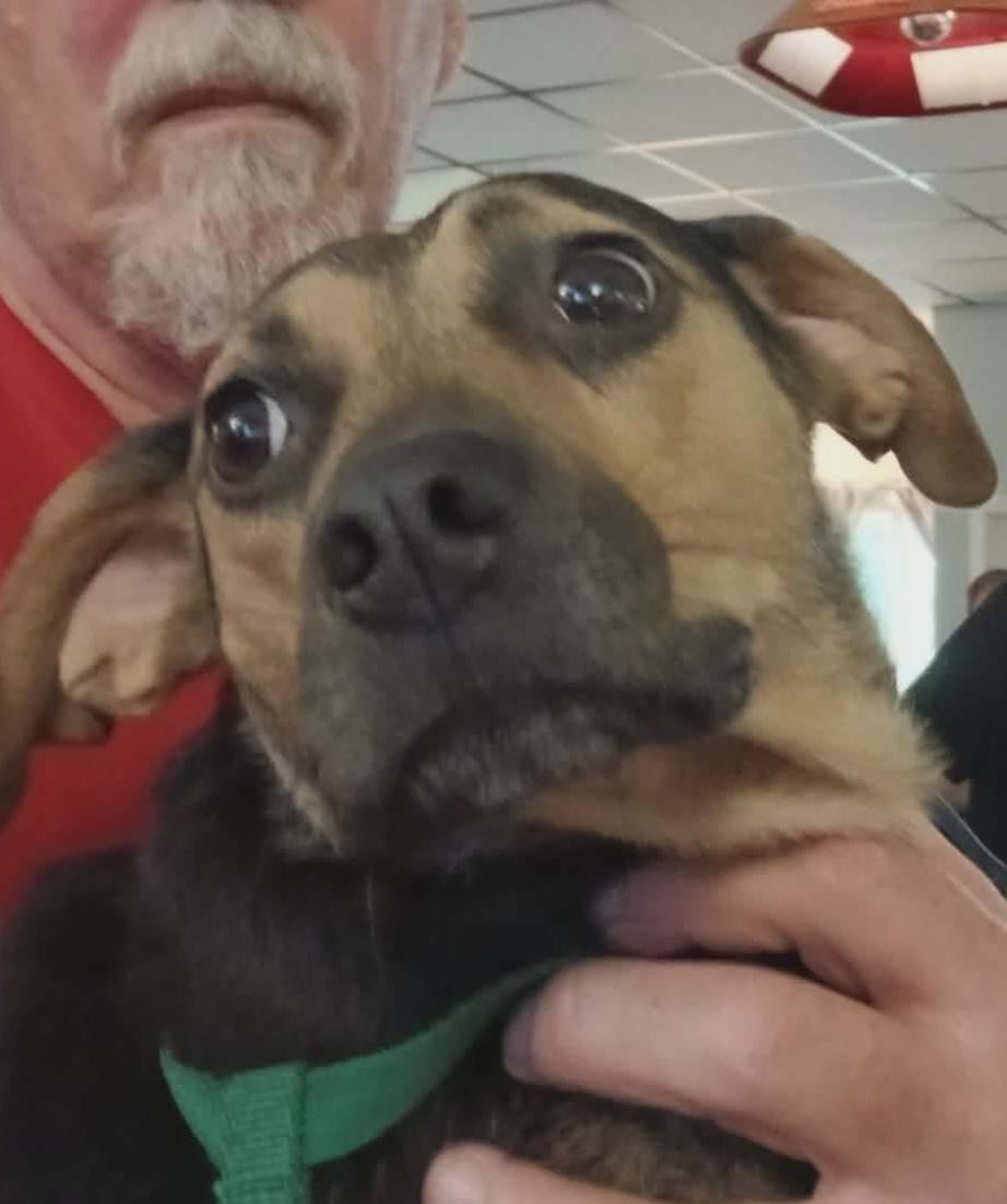 Anita Van Buren, a Adoptable mixed breed in Florissant, MO image 4/5