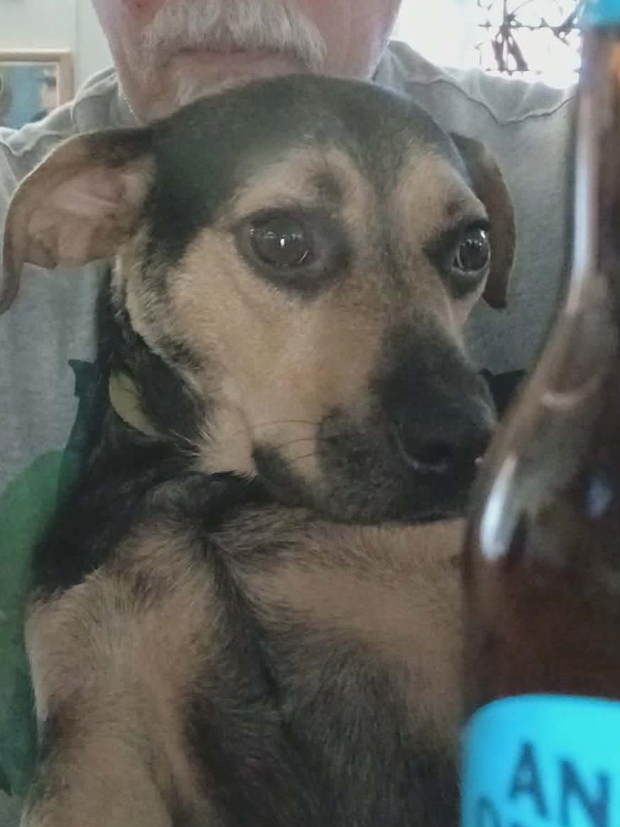 Anita Van Buren, a Adoptable mixed breed in Florissant, MO image 5/5
