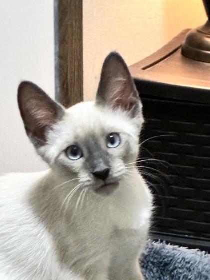 Enlarge Esemae, a Adoptable mixed breed in Oklahoma City, OK image 2/2
