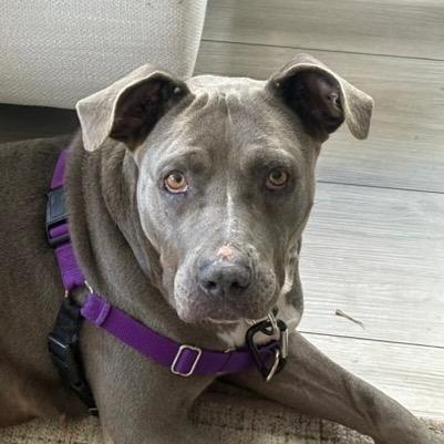 Enlarge Eliana, a Adoptable Pit Bull Terrier in Los Angeles, CA image 1/6