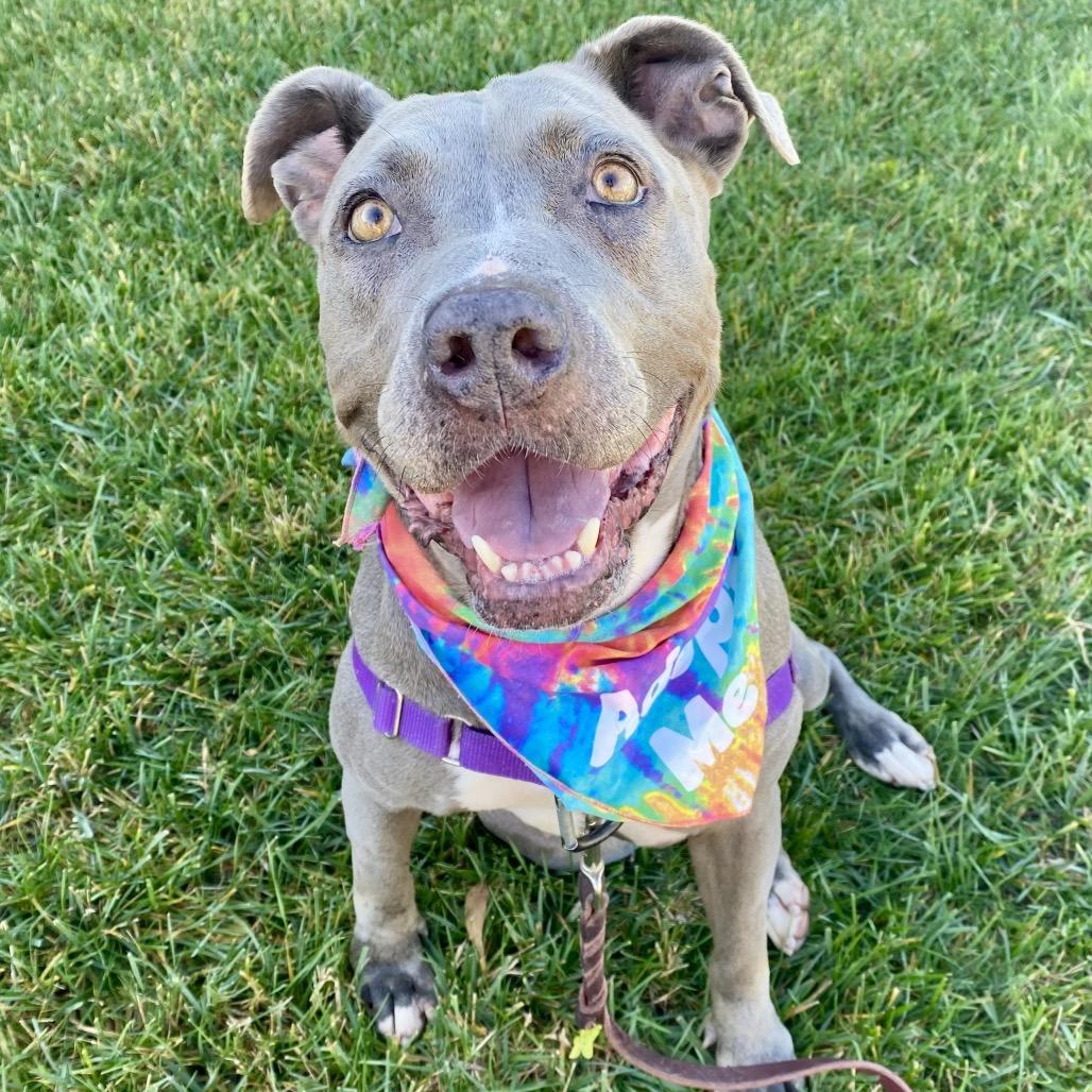 Enlarge Eliana, a Adoptable Pit Bull Terrier in Los Angeles, CA image 2/6