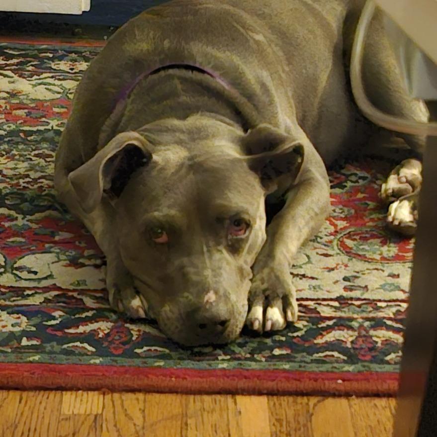 Enlarge Eliana, a Adoptable Pit Bull Terrier in Los Angeles, CA image 6/6