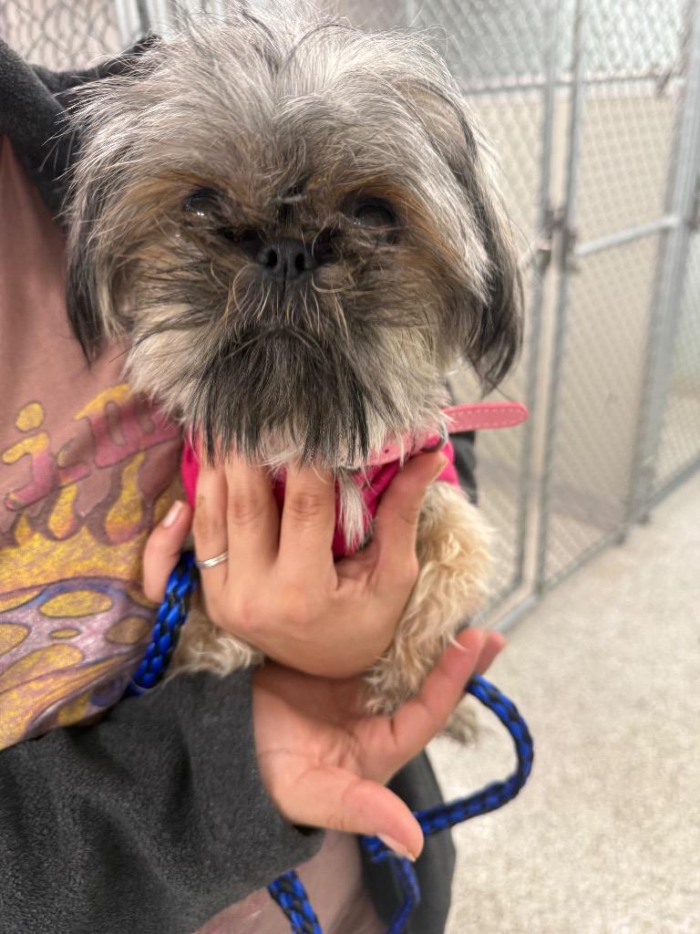 Pinot, Adopted, Young Female Shih Tzu.