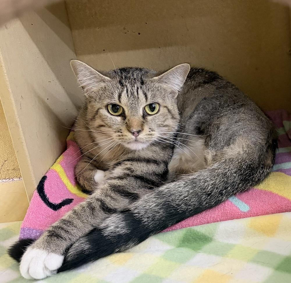 Tiger Lilly, Adoptable, Adult Female Domestic Short Hair.