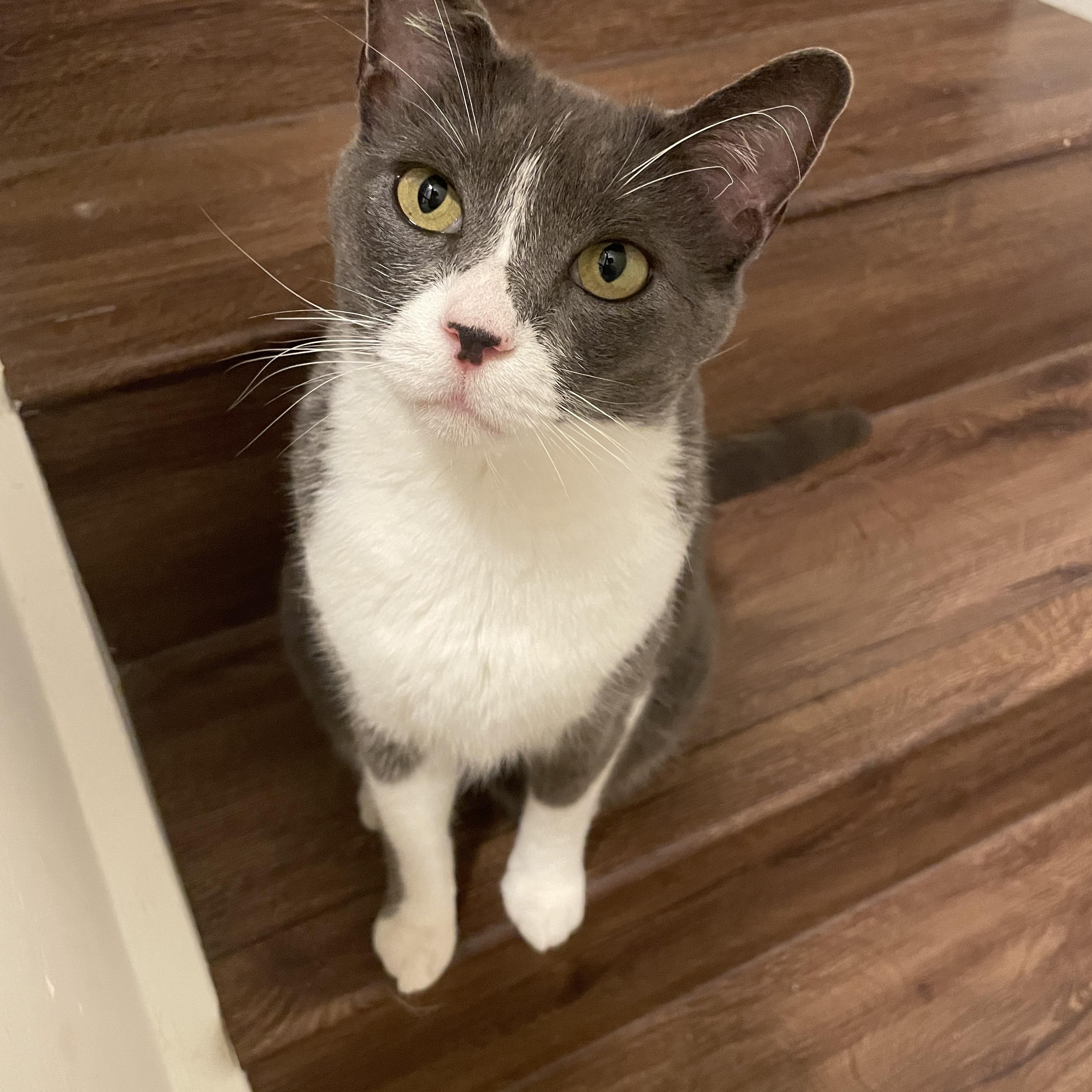 Tom & Geri (bonded pair), ADOPTABLE, Adult Male Domestic Short Hair.