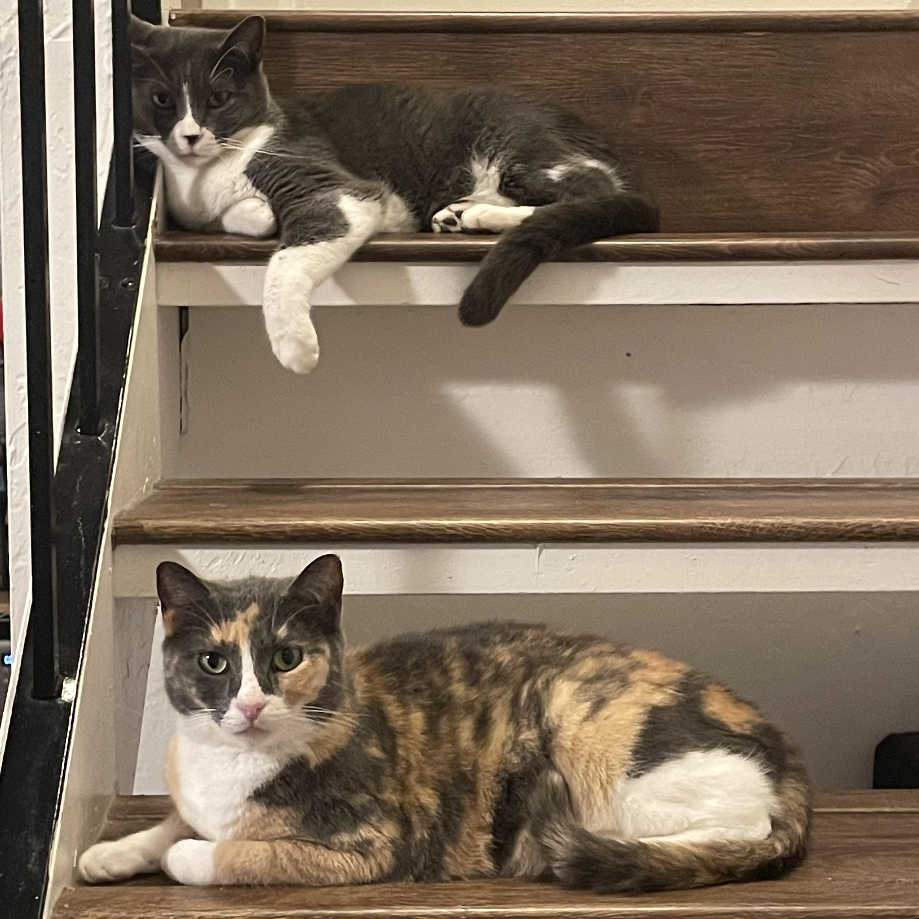 Enlarge Tom & Geri (bonded pair), a ADOPTABLE Domestic Short Hair in Sacramento, CA image 5/6