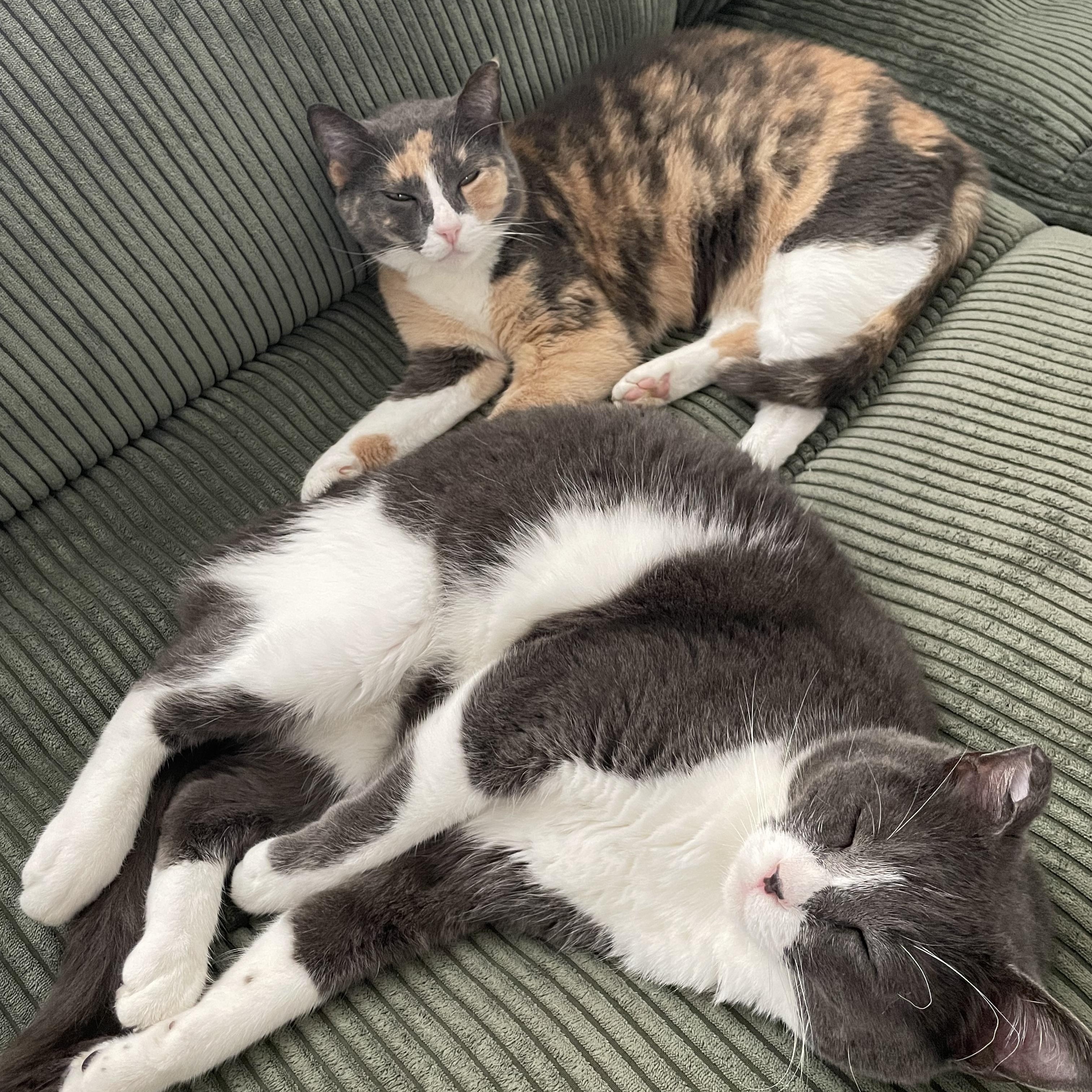 Enlarge Tom & Geri (bonded pair), a ADOPTABLE Domestic Short Hair in Sacramento, CA image 4/6