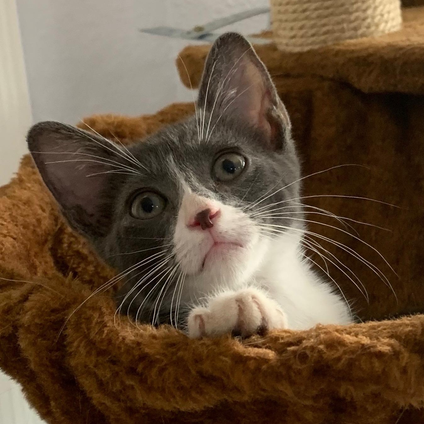 Enlarge Tom & Geri (bonded pair), a ADOPTABLE Domestic Short Hair in Sacramento, CA image 6/6