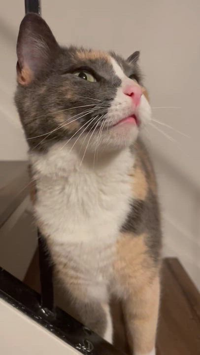 Enlarge Tom & Geri (bonded pair), a ADOPTABLE Domestic Short Hair in Sacramento, CA video 3/6